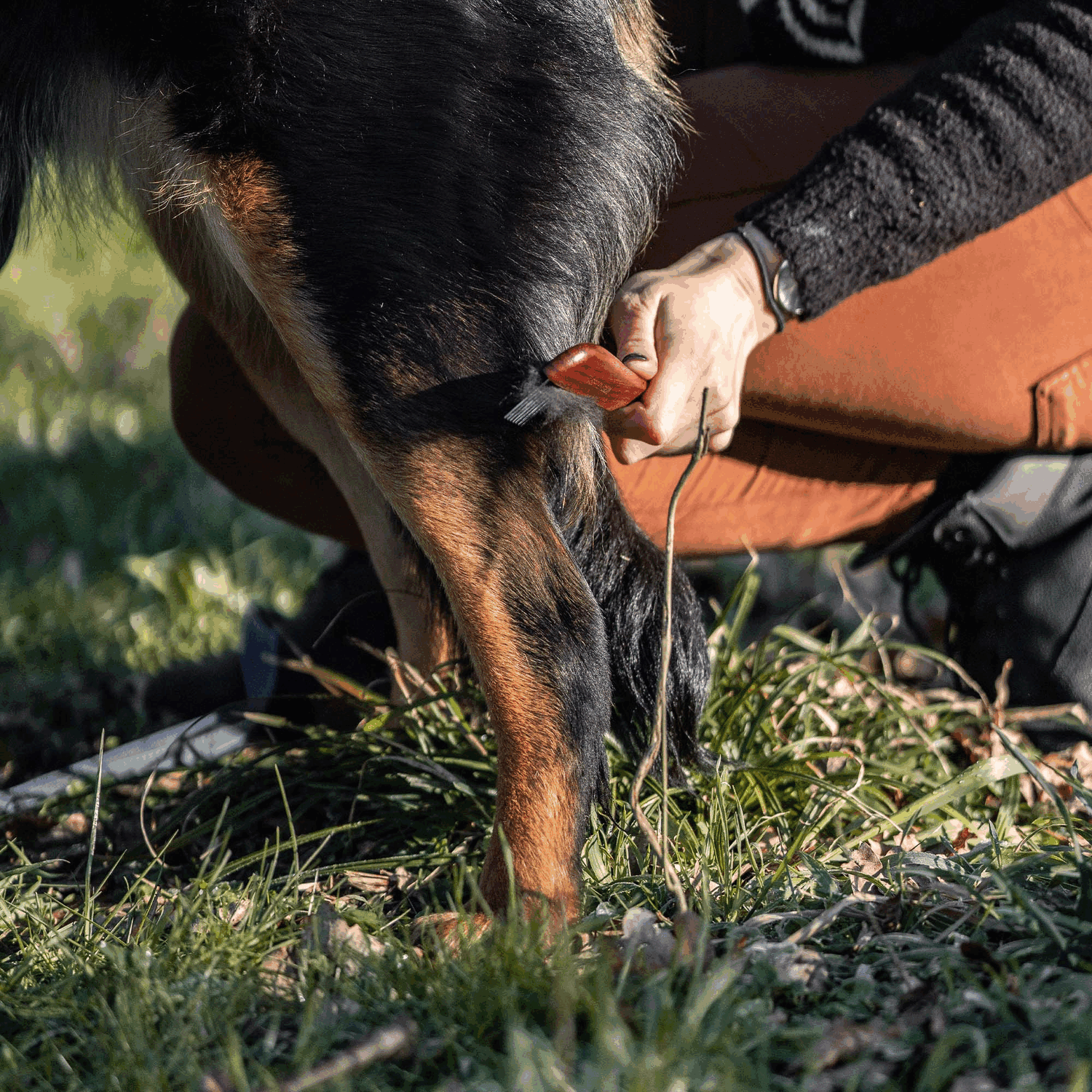 Hundekamm 30 mm Stahlzinken | 5675100100_3.png | 1731103509
