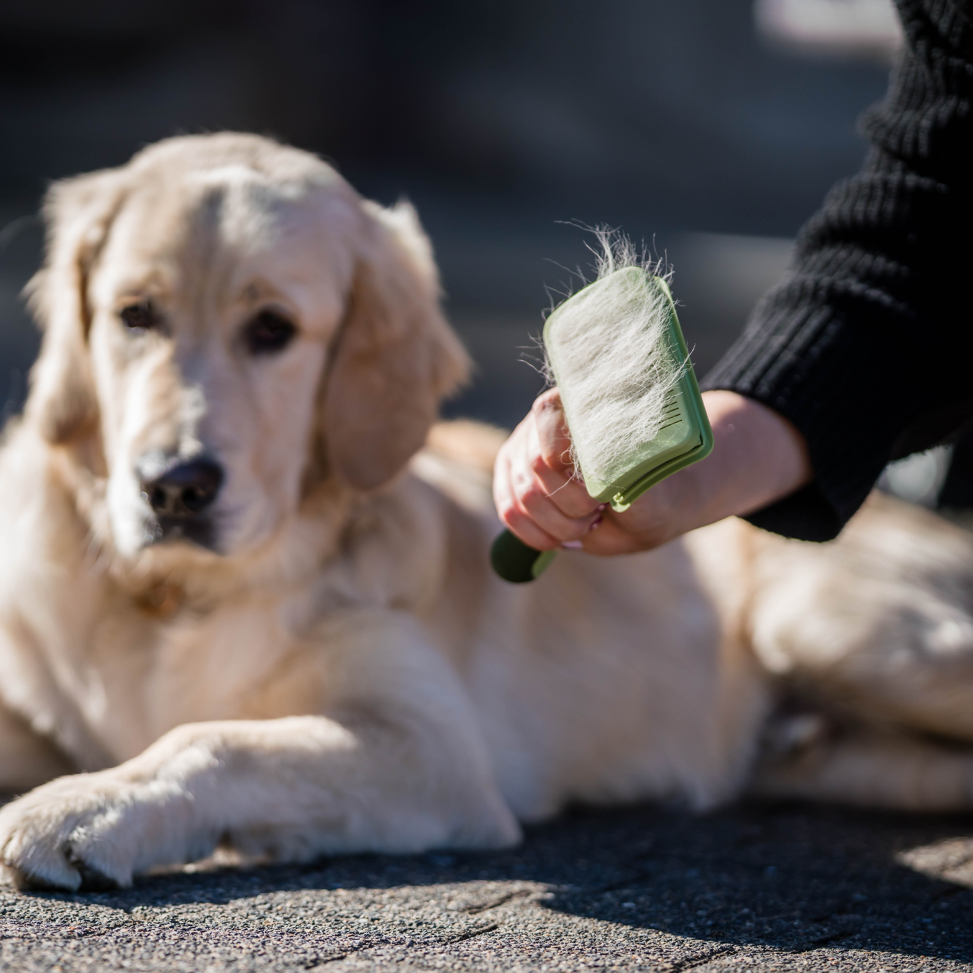 Safari® Hunde Selbstreinigende Entwirrbürste | 5790000473_2.png