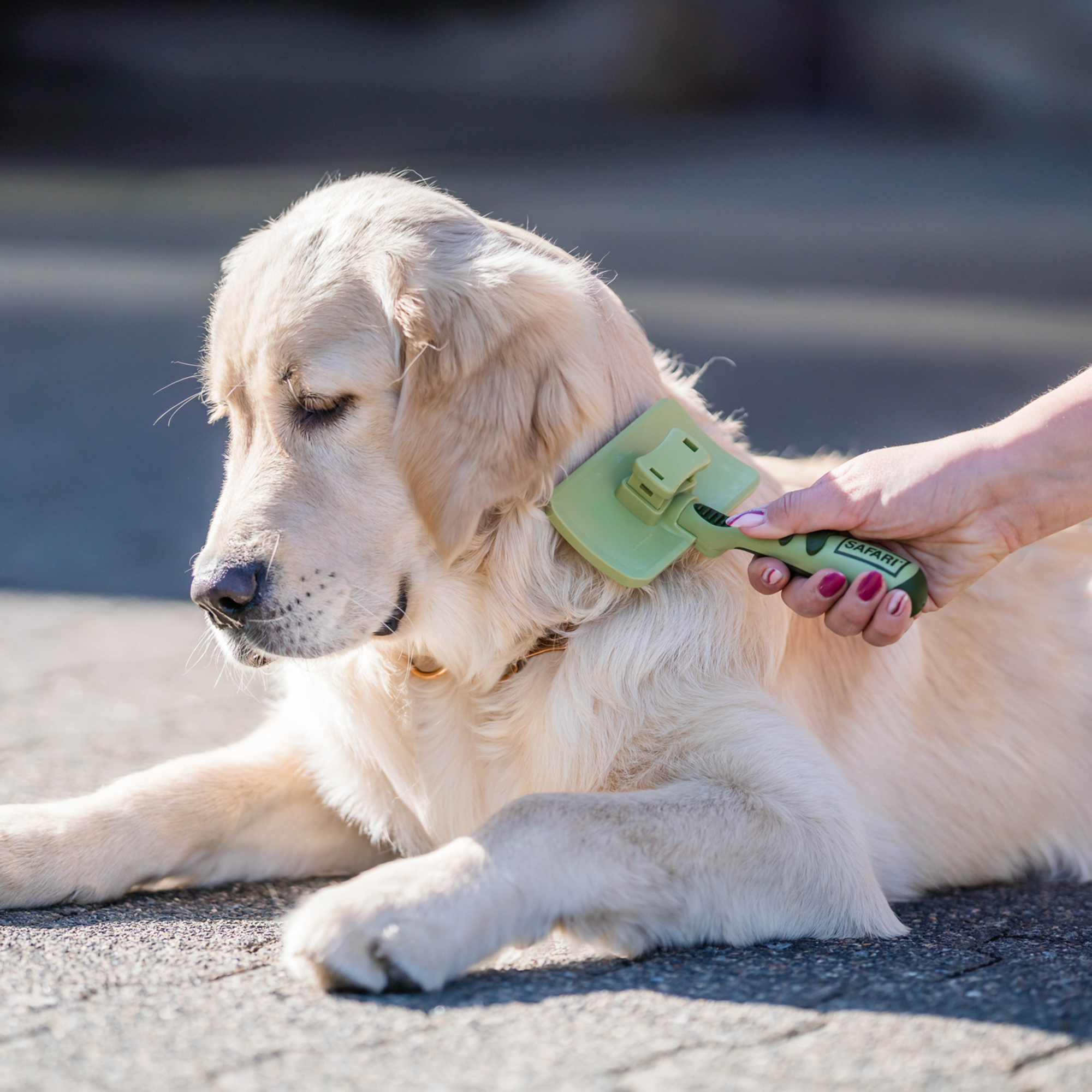 Safari® Hunde Selbstreinigende Entwirrbürste | 5790000473_3.png