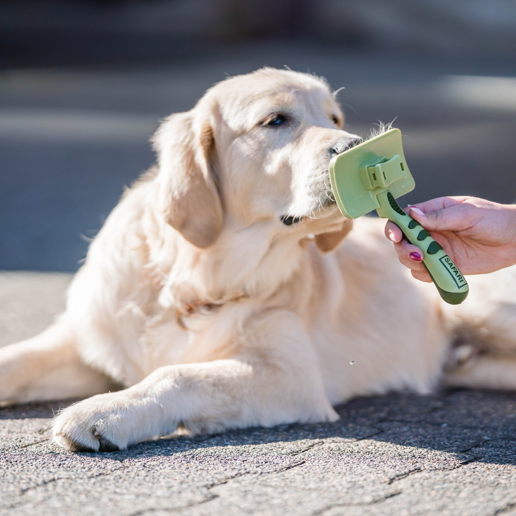 Safari® Hunde Selbstreinigende Entwirrbürste | 5790000473_4.png