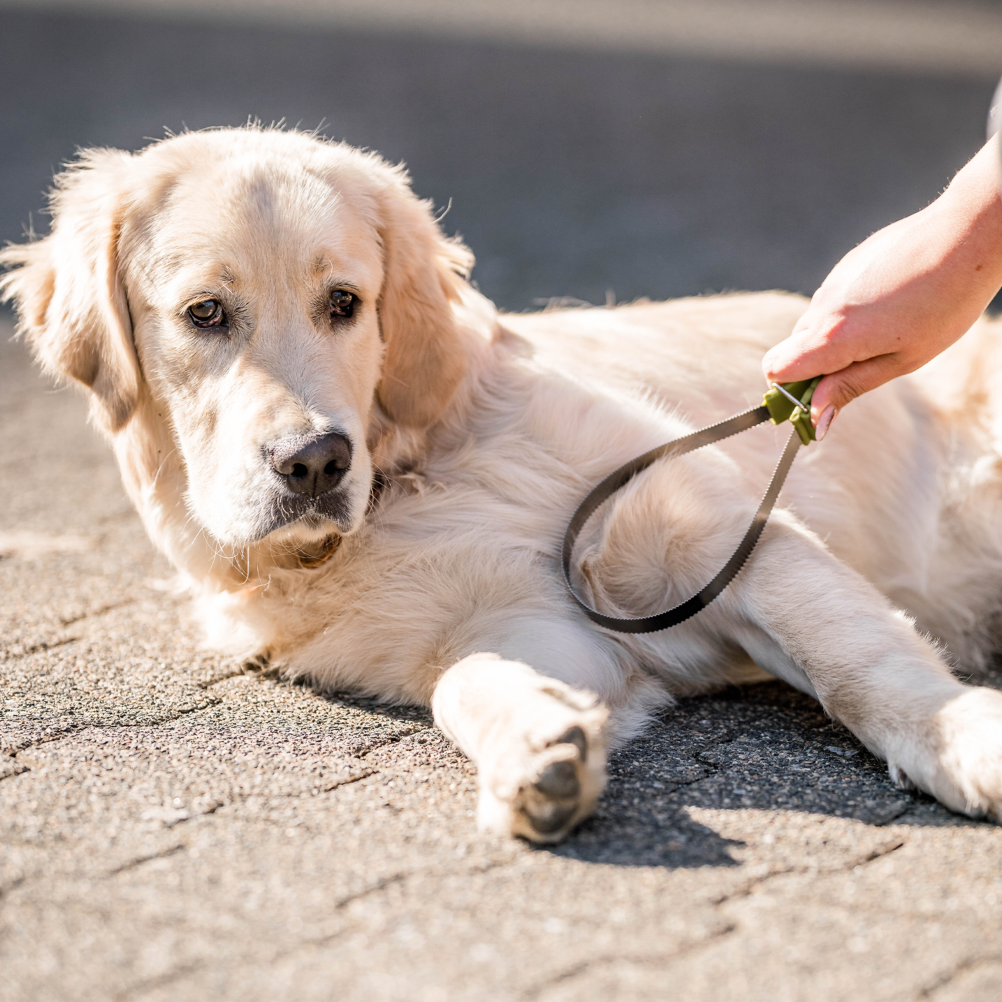 Safari® Doppelseitige Unterwollharke Hunde | 5790000673_5.png