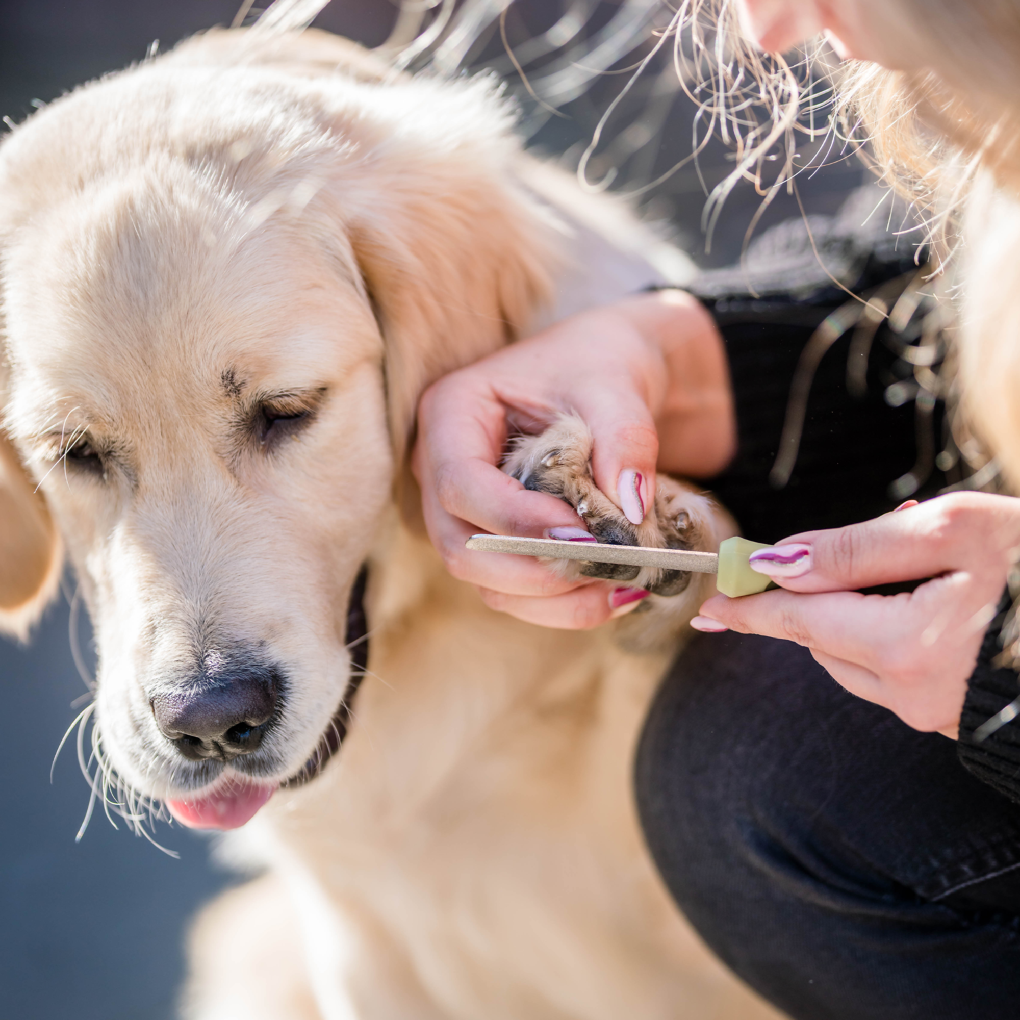 Safari® Hunde Nagelfeile | 5790001073_2.png