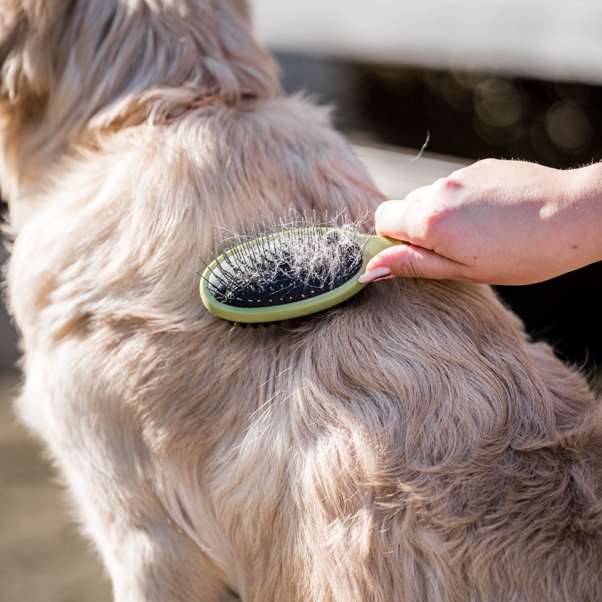 Safari® Hunde Doppelbürste | 5790001273_4.png