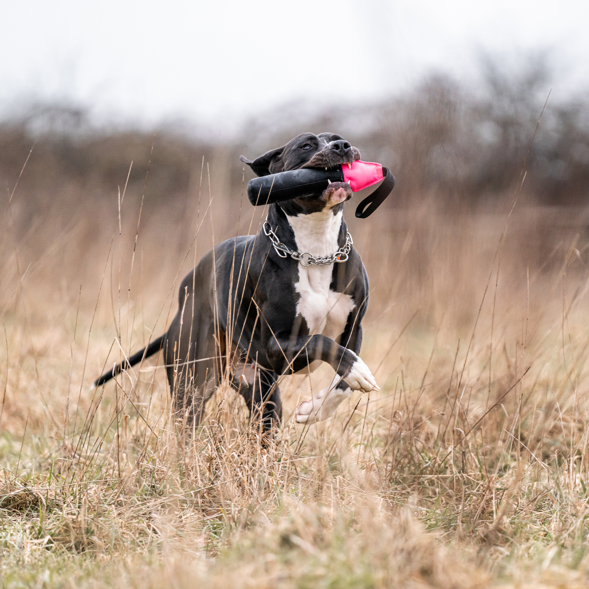Hundespielzeug Dummy | 5818700100_4.png