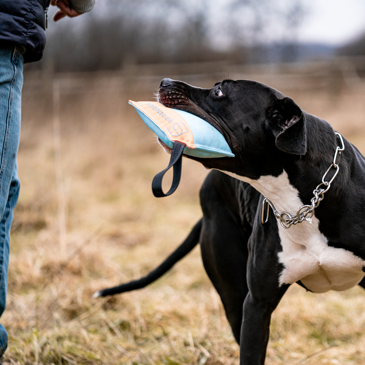 Hundespielzeug Kissen | 5818700200_6.png