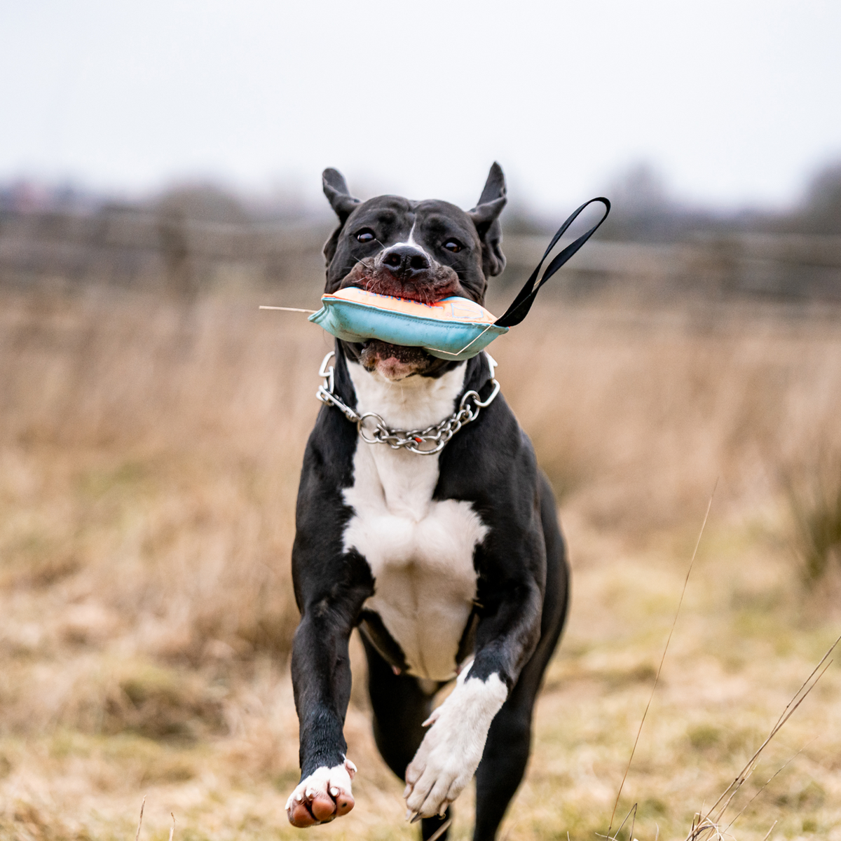 Hundespielzeug Kissen | 5818700200_7.png