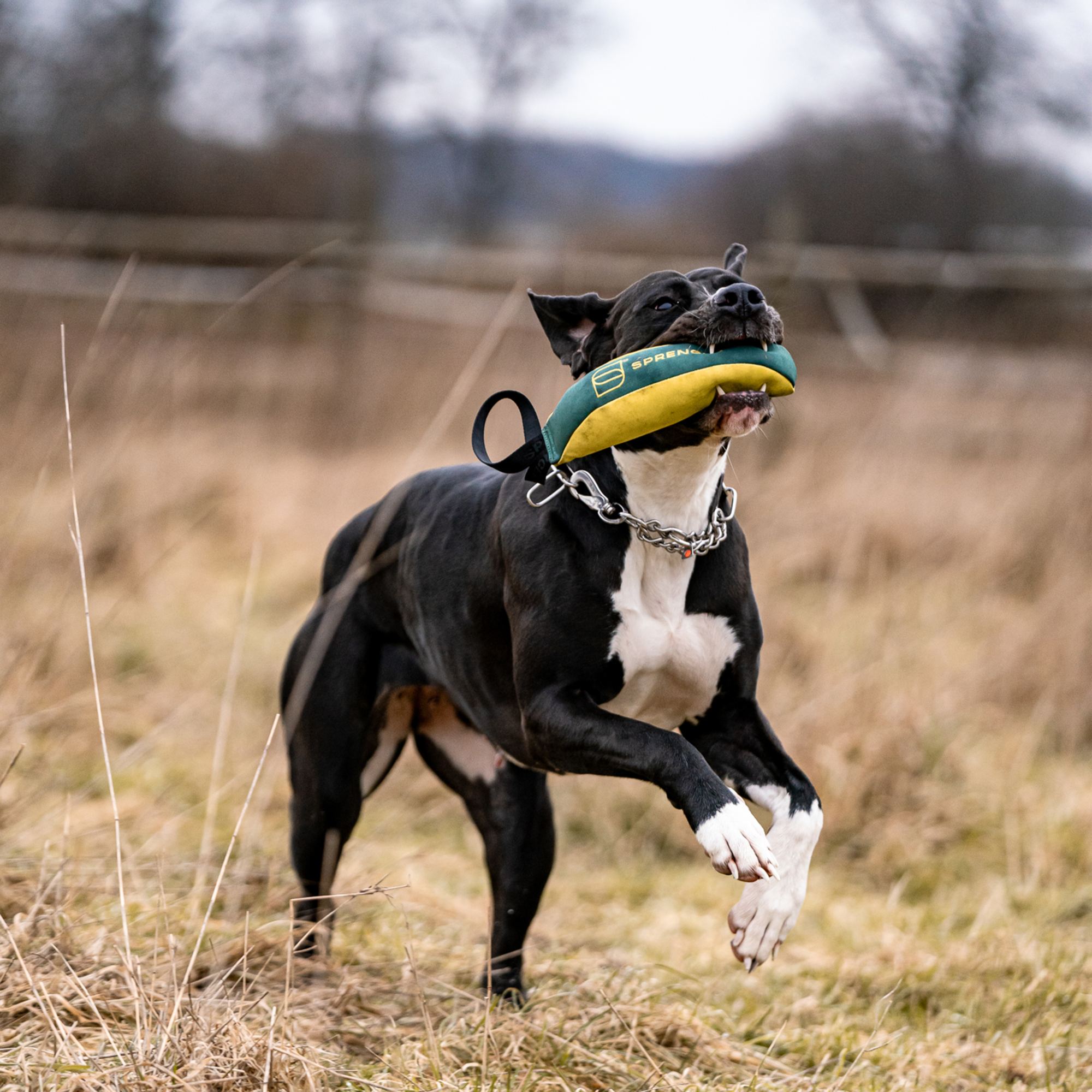 Strandurlaub mit Hund Bundle | 5818700300_5.png