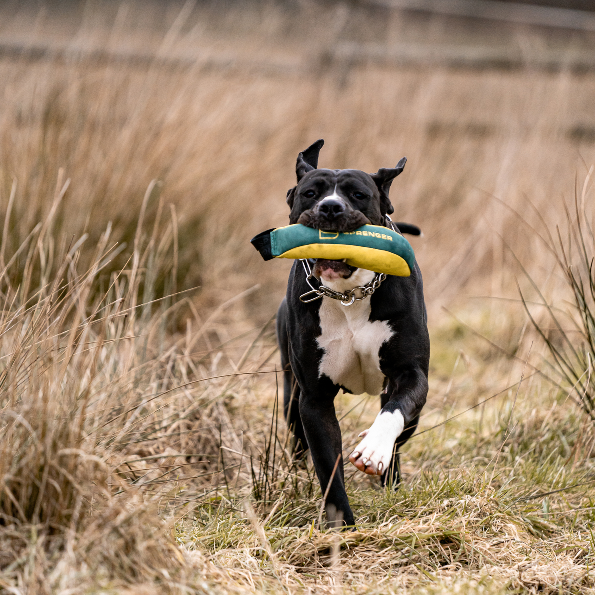 Strandurlaub mit Hund Bundle | 5818700300_6.png