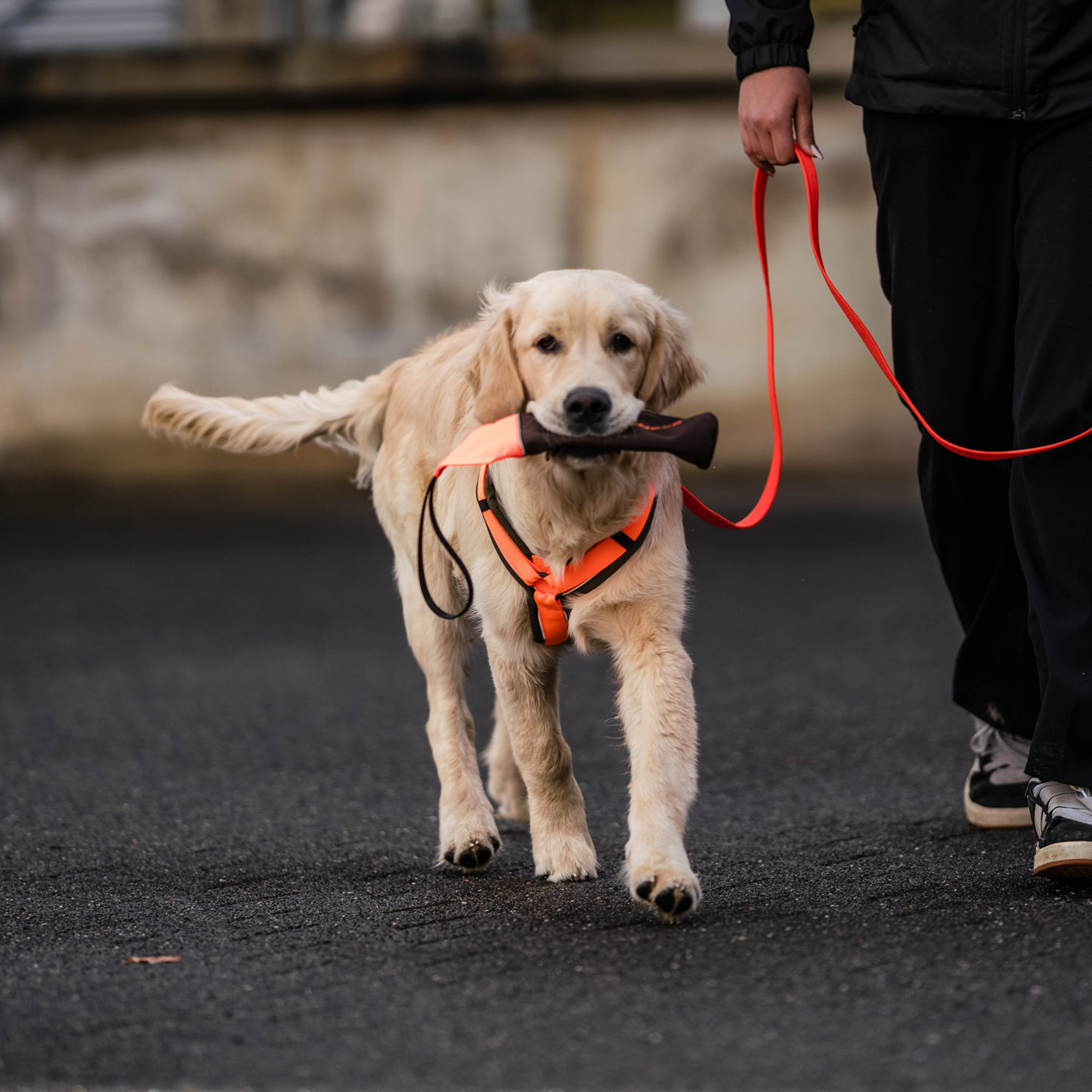 Hundespielzeug Futterdummy | 5818700475_1.png