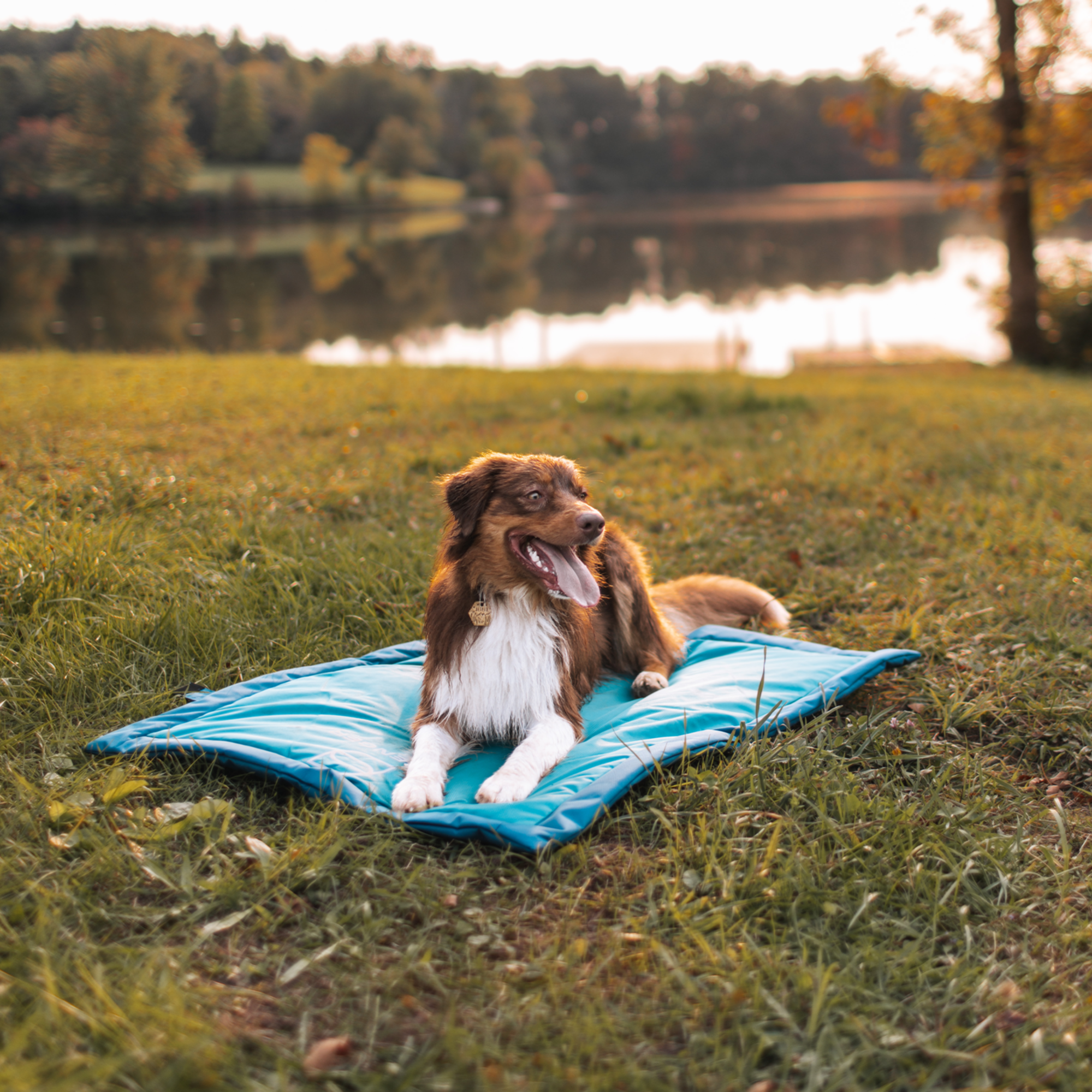Hundematte | 5818800376_8.png