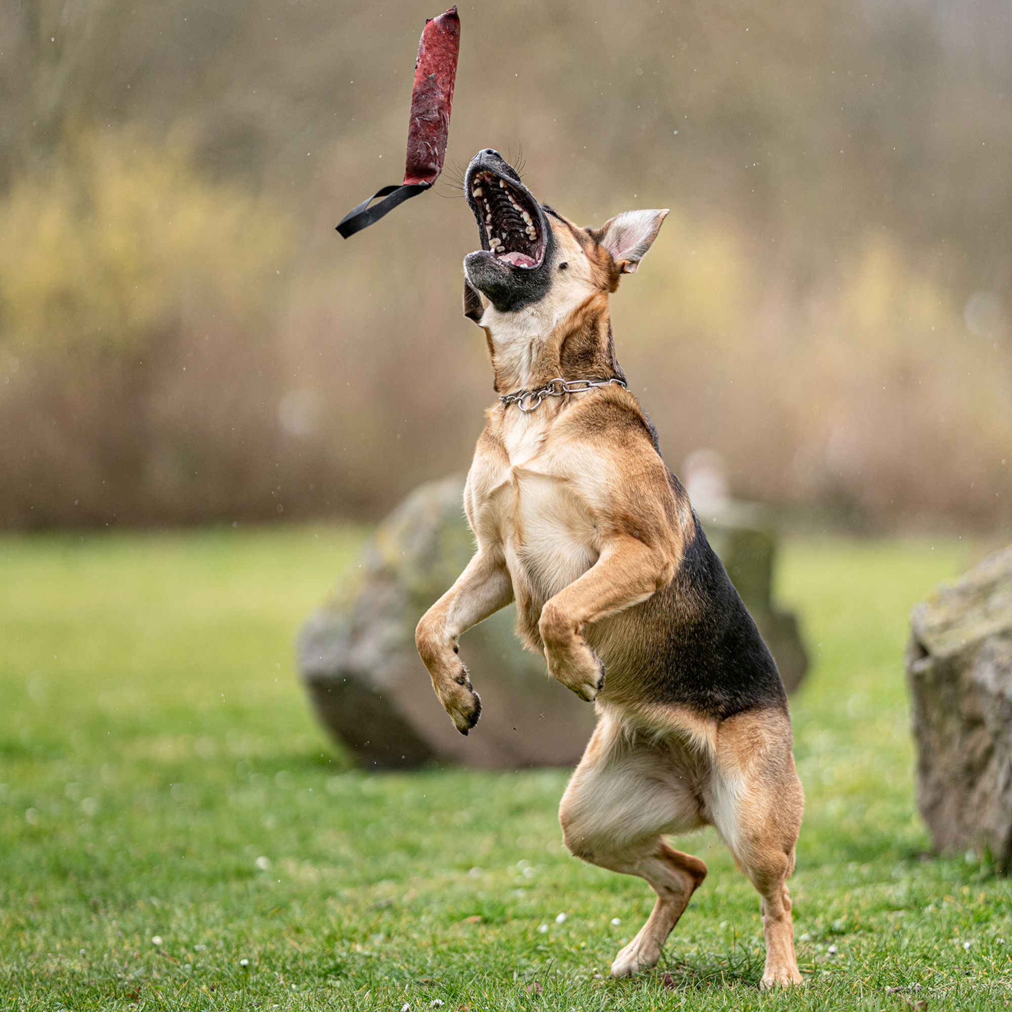 Leder Bringsel | 58196_006_00-1.png