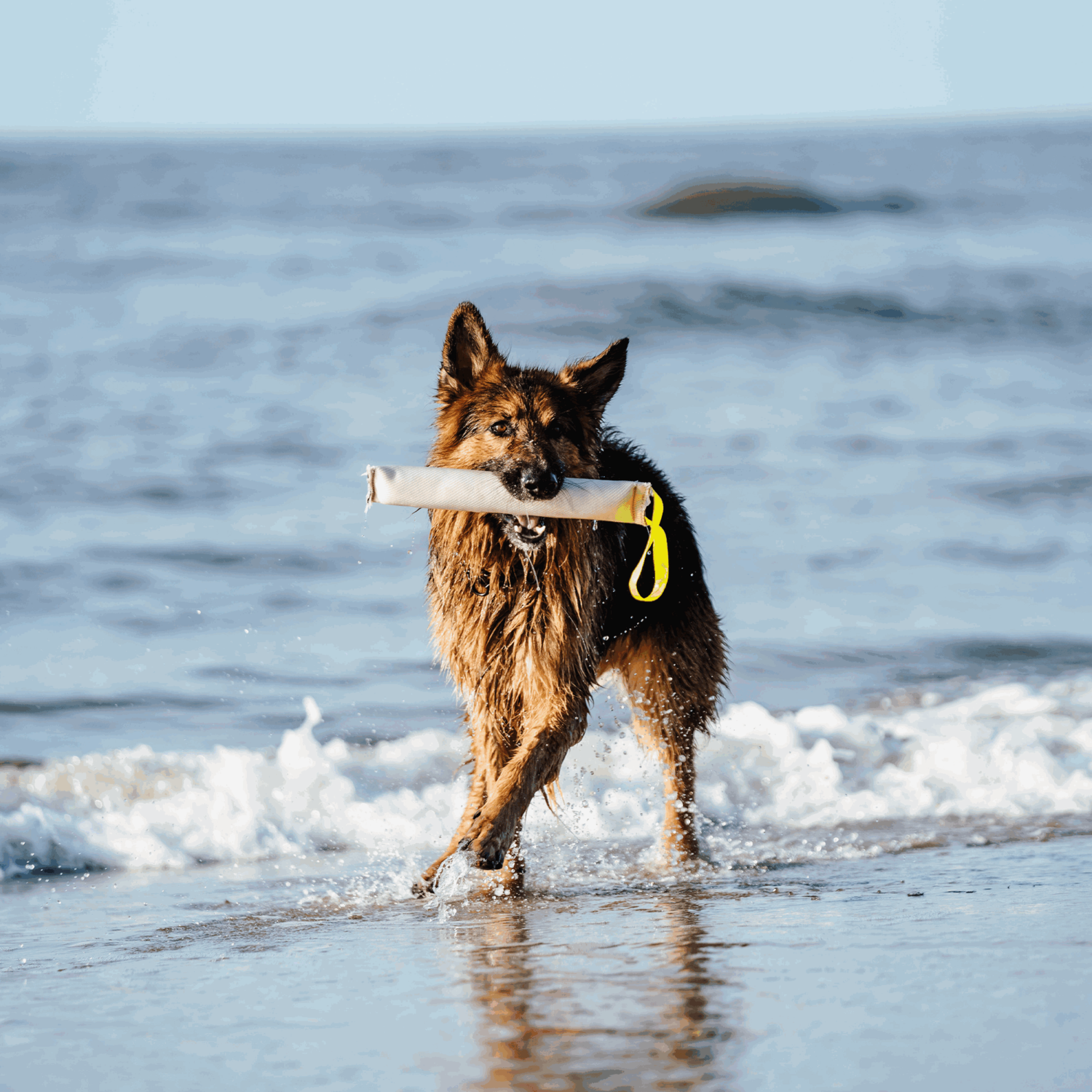 Feuerwehrschlauch Bringsel | 58196_010_004.png | 1731103600