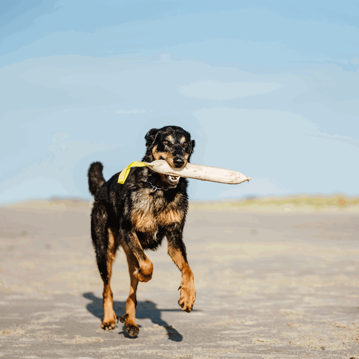 Feuerwehrschlauch Bringsel | 58196_010_006.png | 1731103602