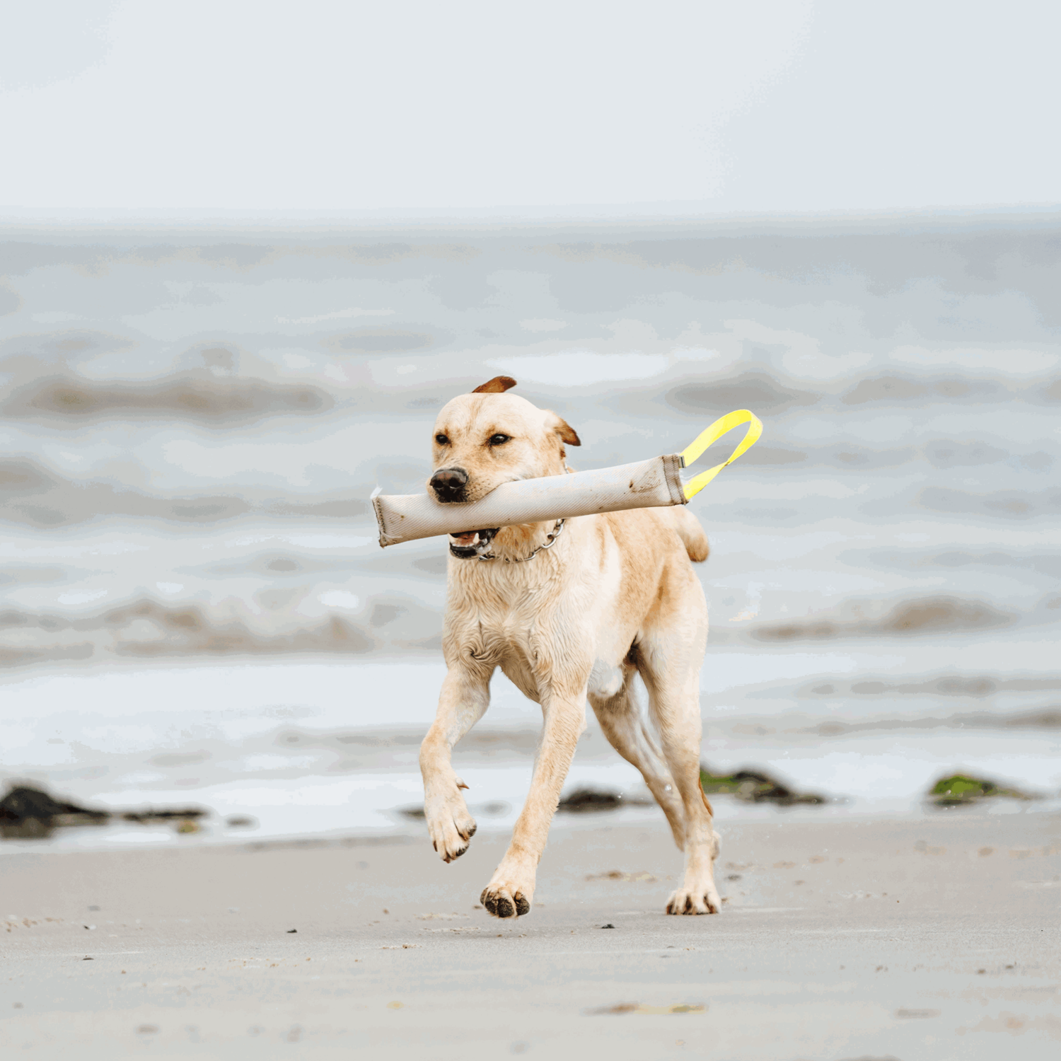 Feuerwehrschlauch Bringsel | 58196_010_007.png | 1731103603