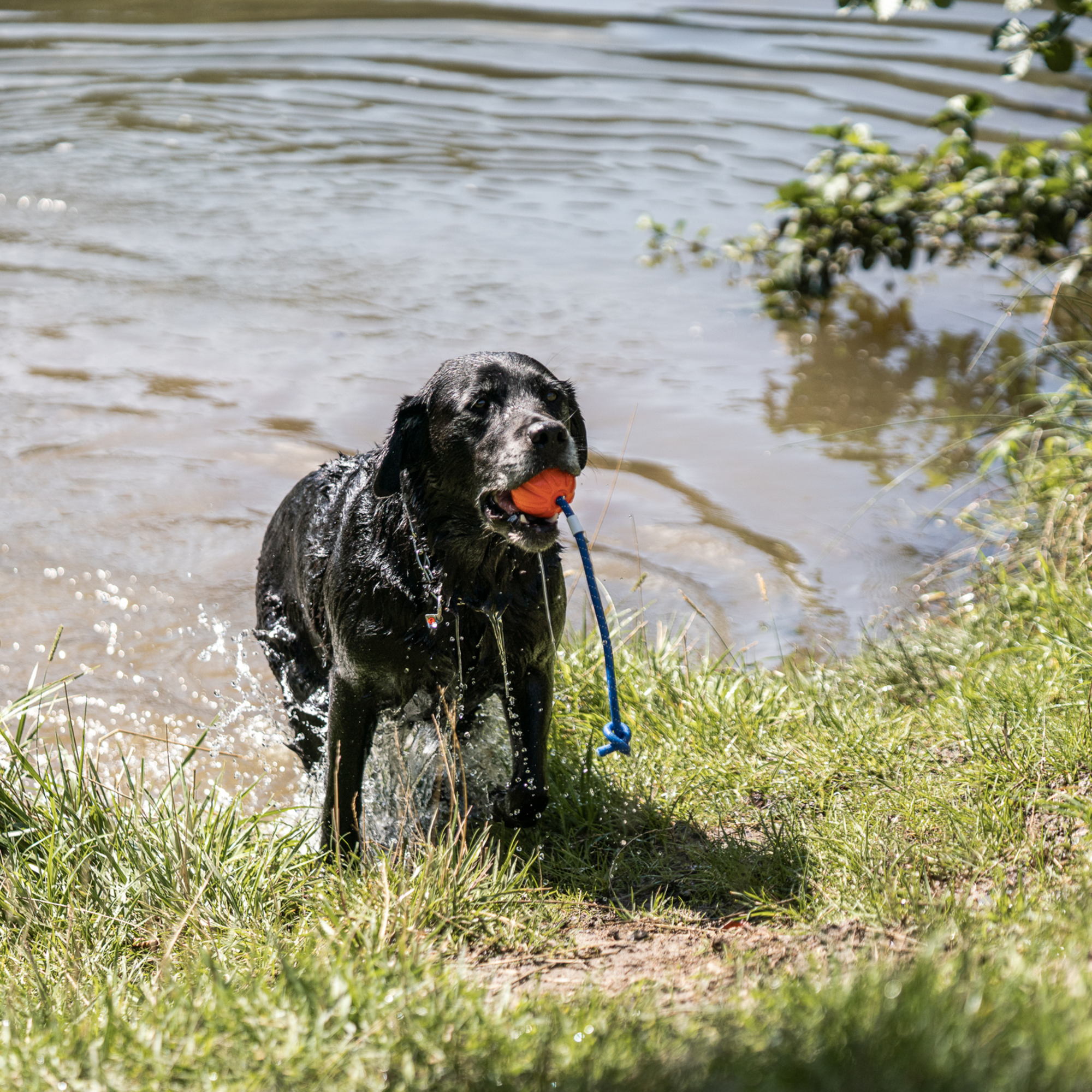 NeckTech Erstausstattung Hund Set | 5819810377_8.png