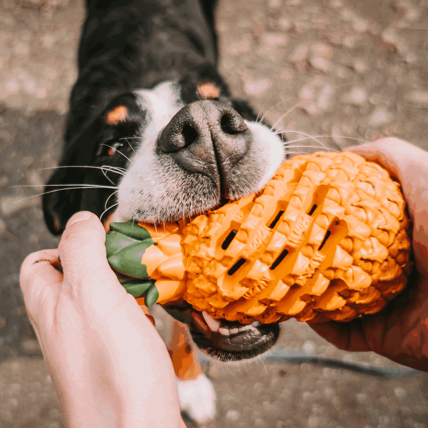 Hundespielzeug FRUIT CHALLENGE "Ananas" (L) | 5819900400_15.png | 1731103810
