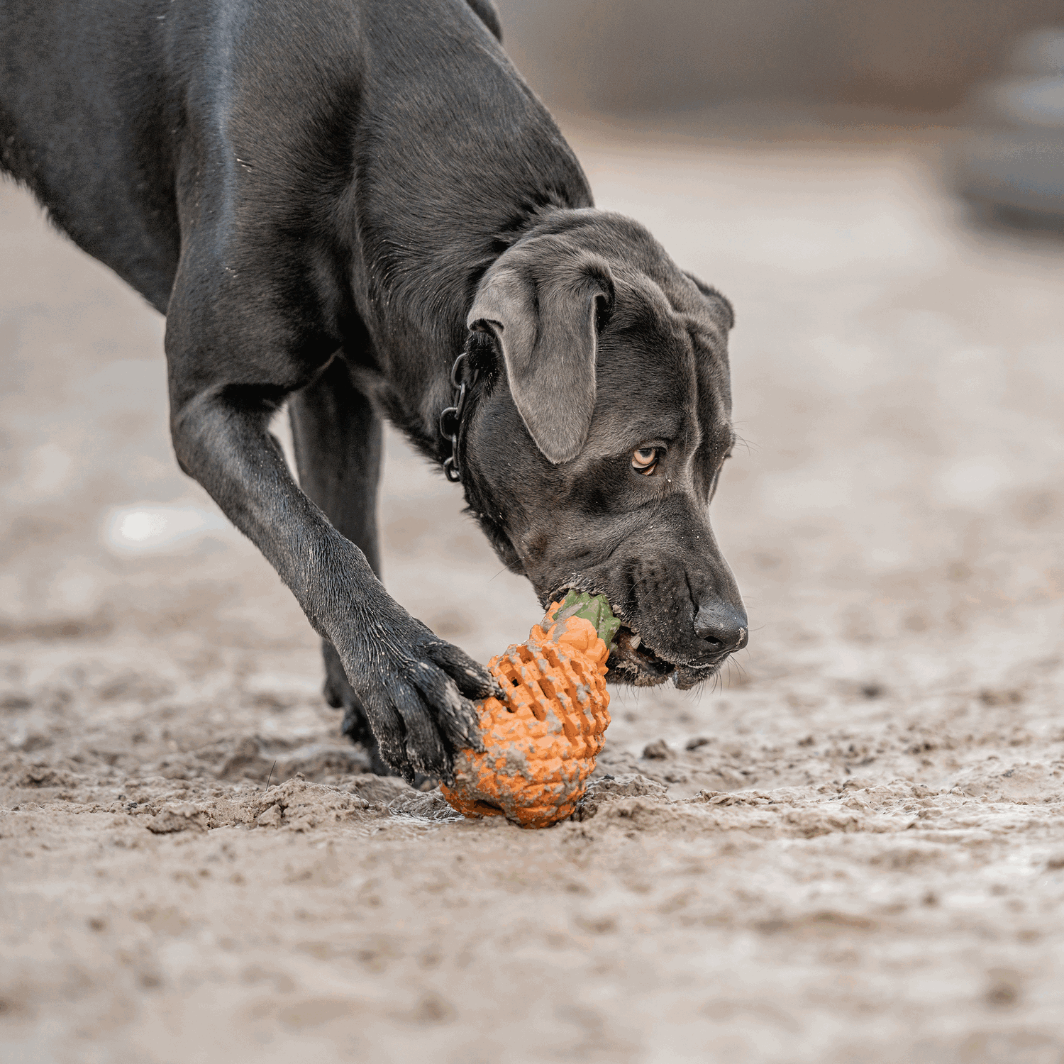 Hundespielzeug FRUIT CHALLENGE "Ananas" (L) | 5819900400_19.png | 1731103811