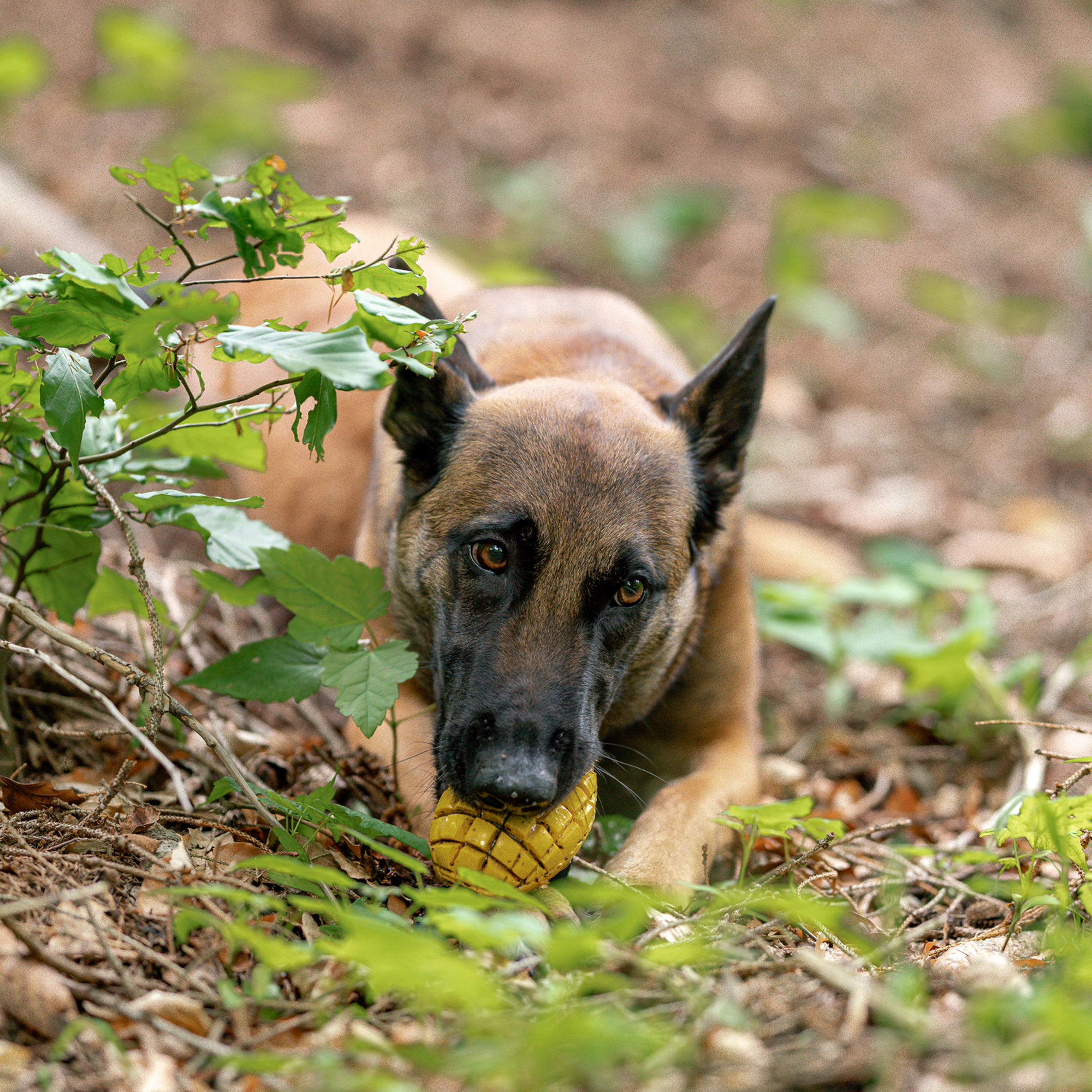 Hundespielzeug FRUIT CHALLENGE "Mango" | 5819902300_7.png