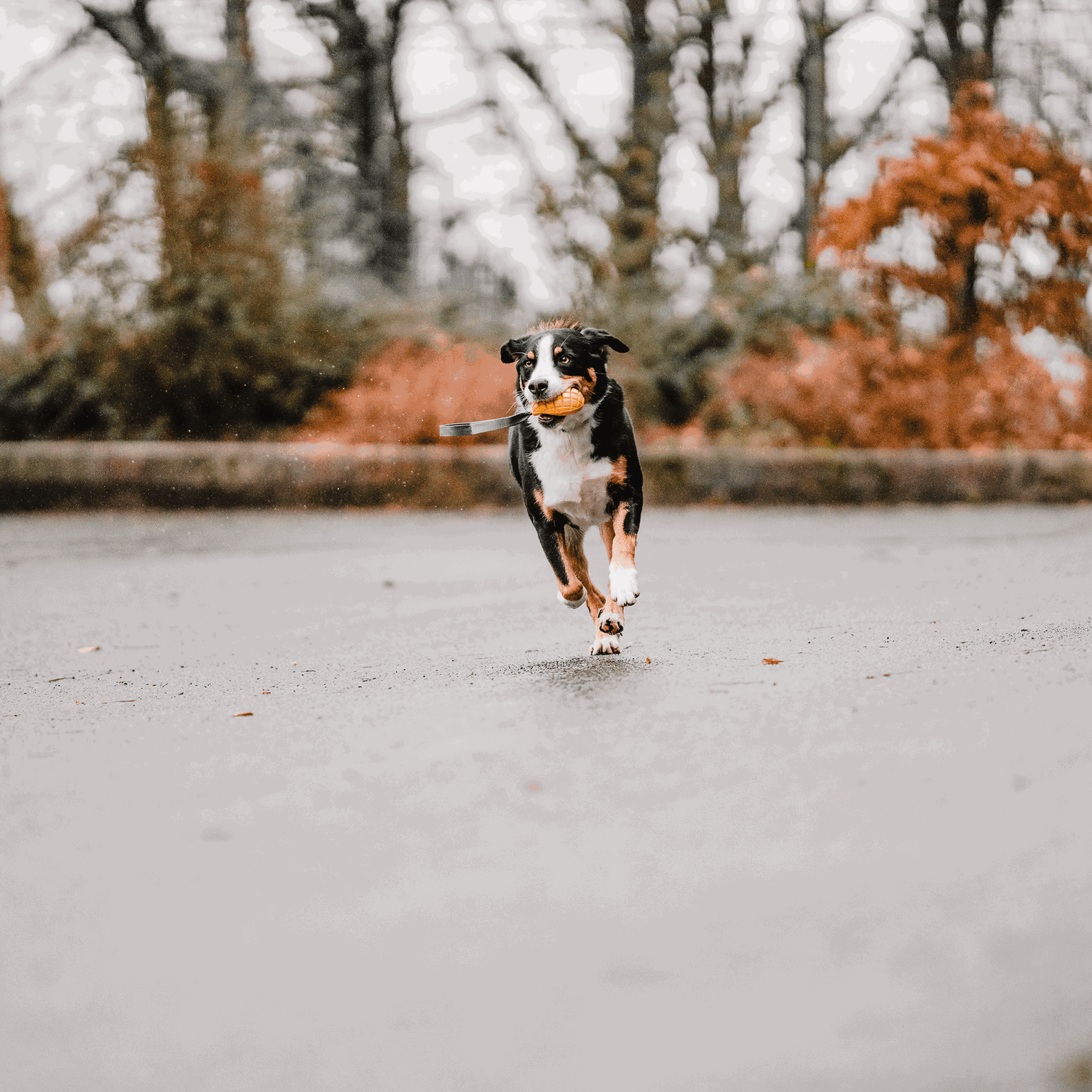 Hundespielzeug FRUIT CHALLENGE "Mango" | 5819902300_9.png | 1731103817