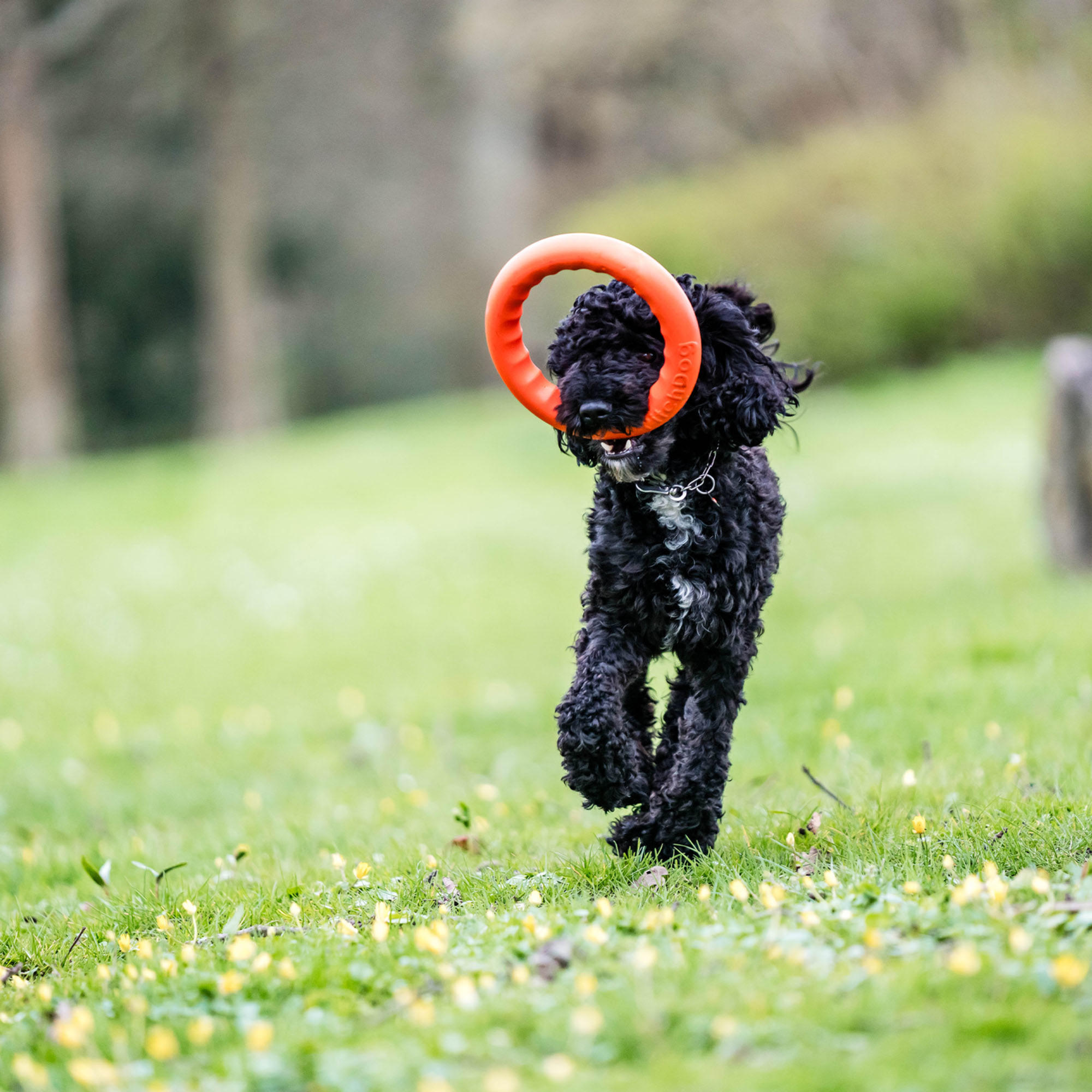 Wurfring | 5819910377_6.png