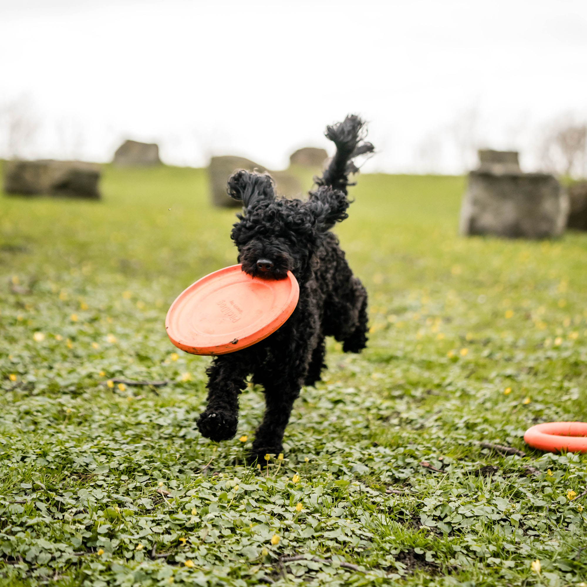 Hundespielzeug Frisbee | 5819912177_12.png