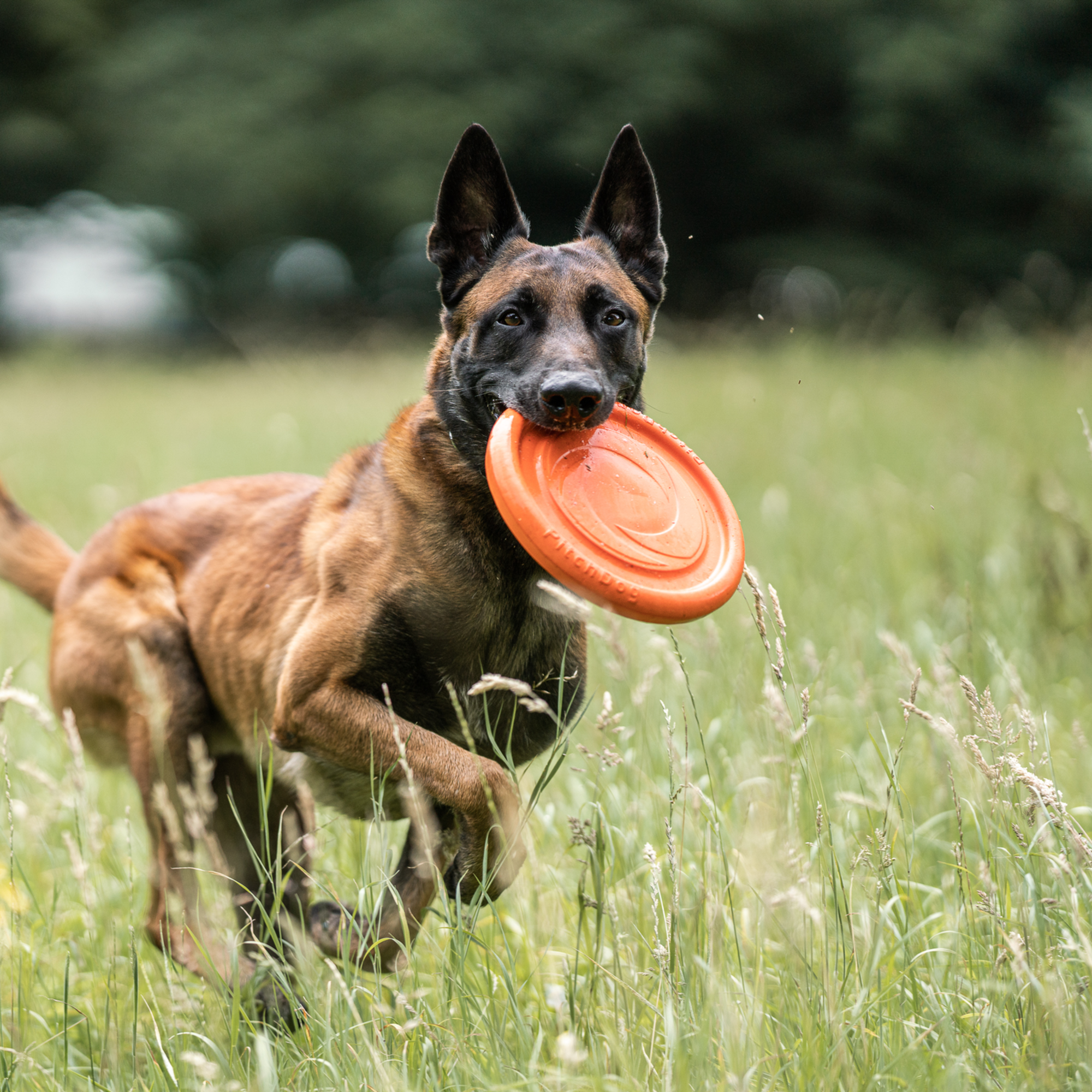 Bundle NeckTech Fluo + Frisbee + Kotbeutel | 5819912177_4.png