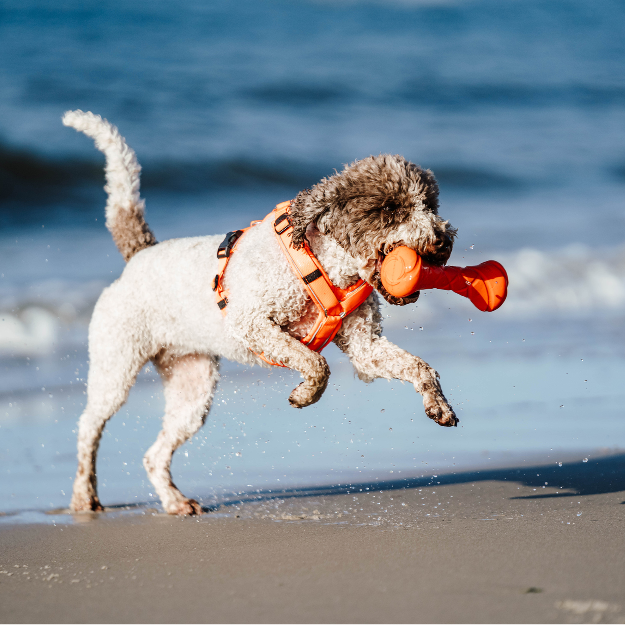 Hundespielzeug Apportierhantel | 5819913177_13.png