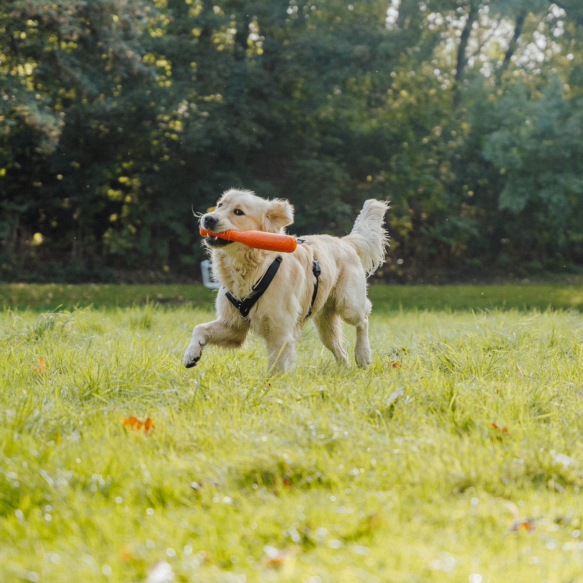 Hundespielzeug Softstick | 5819914177_4.png