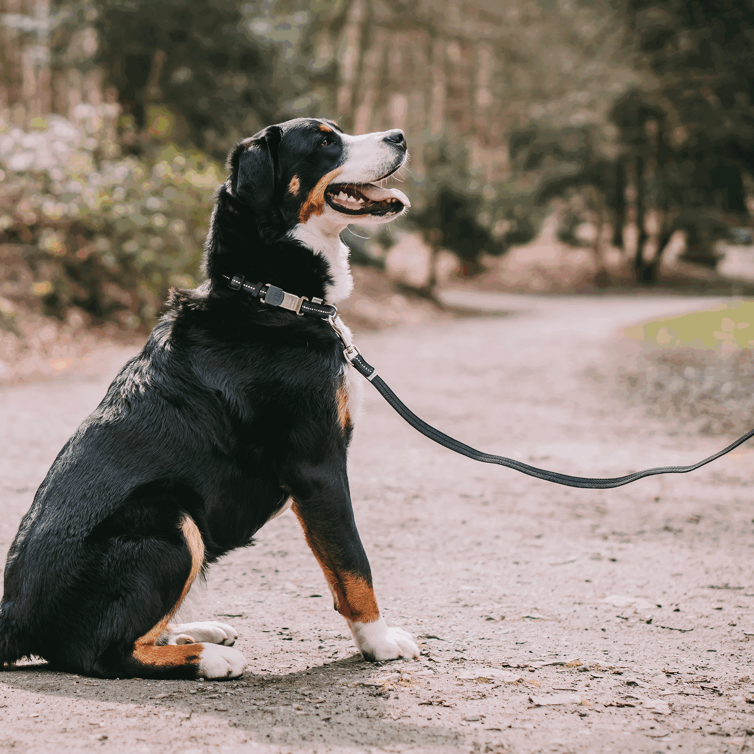 Camping mit Hund Bundle | 5923050171_6.png | 1731102503