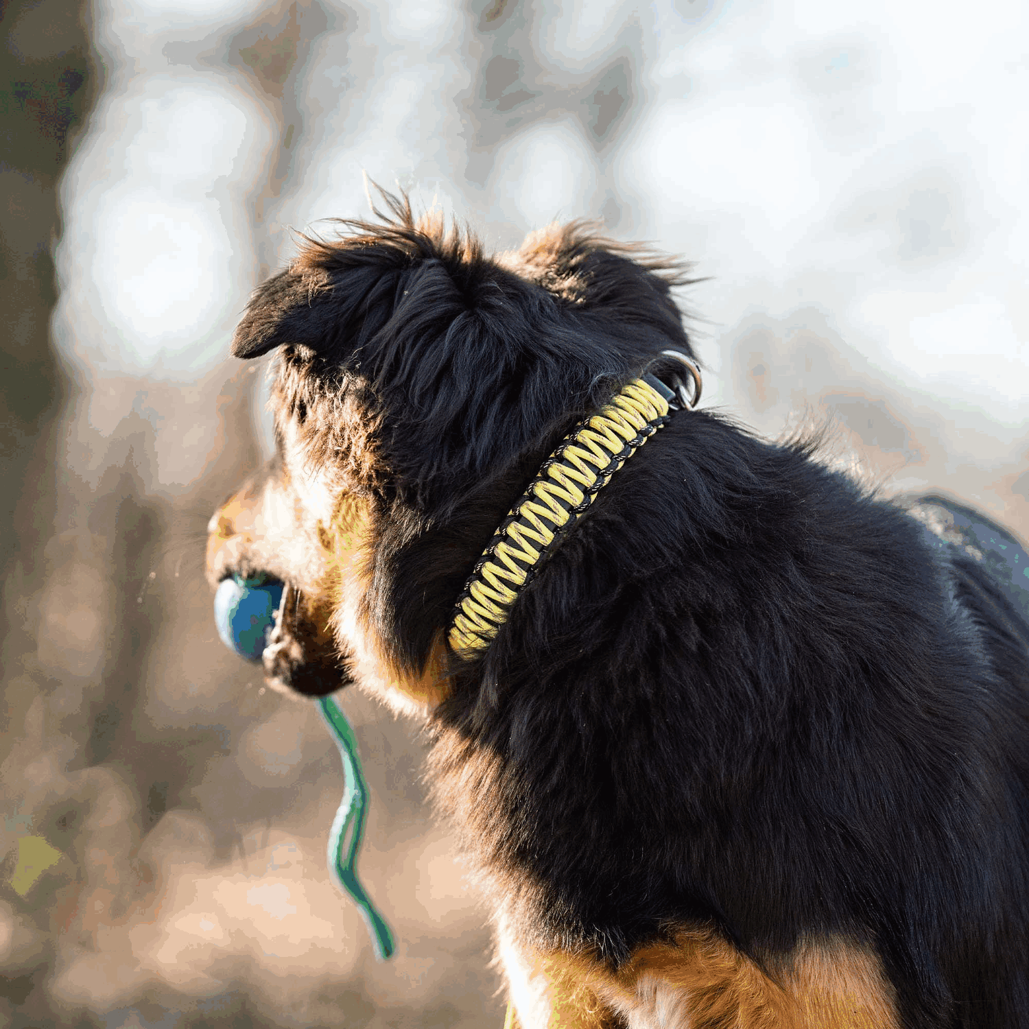 PARACORD Halsband reflektierend | 59341_6.png | 1731102834