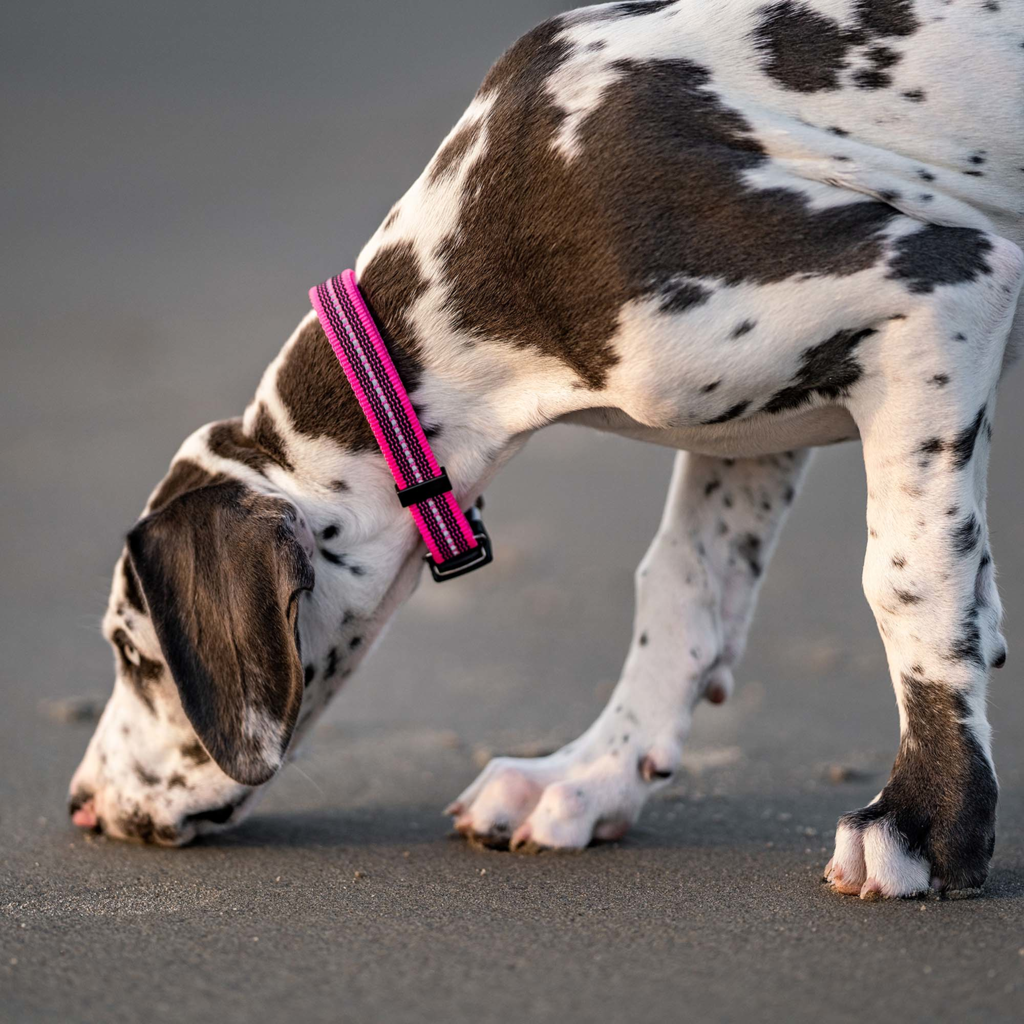 Verstellbares Hundehalsband reflektierend | 59440-70_4.png