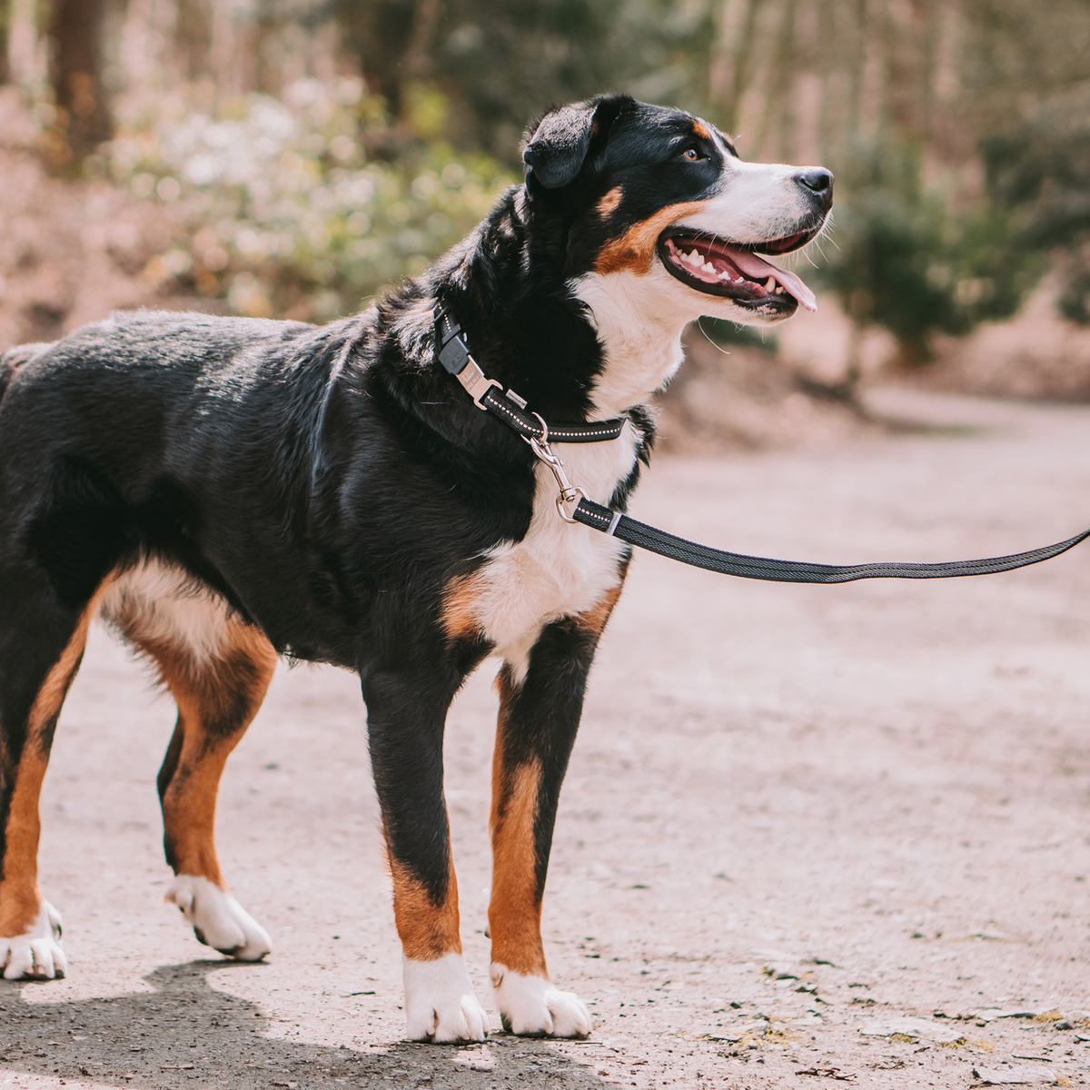 Verstellbares Hundehalsband reflektierend | 59440-71_1.png