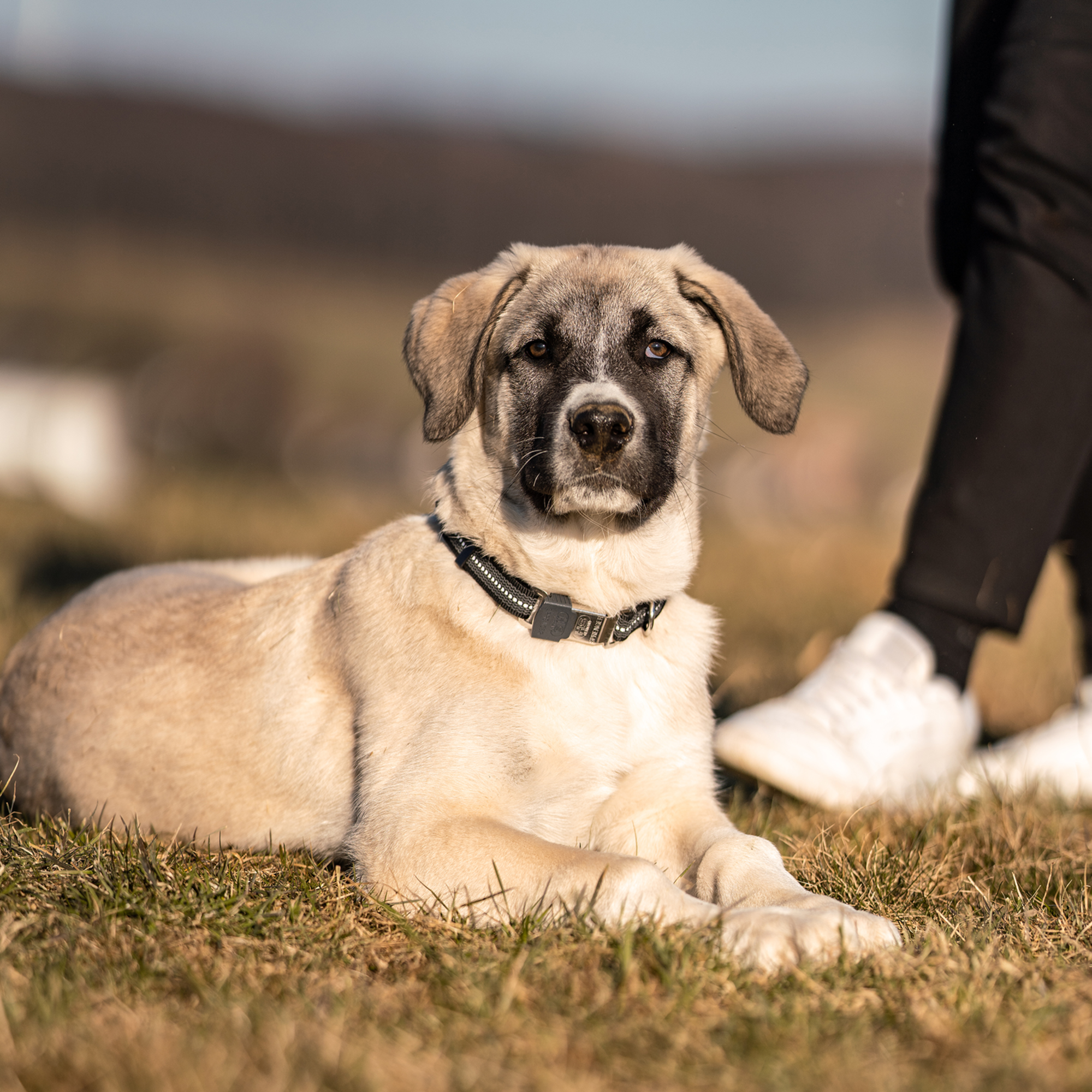 Verstellbares Hundehalsband reflektierend | 59440-71_7.png