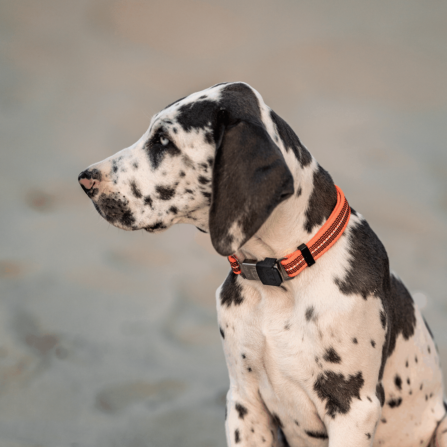 Verstellbares Hundehalsband reflektierend | 59440-77_5.png | 1731102545