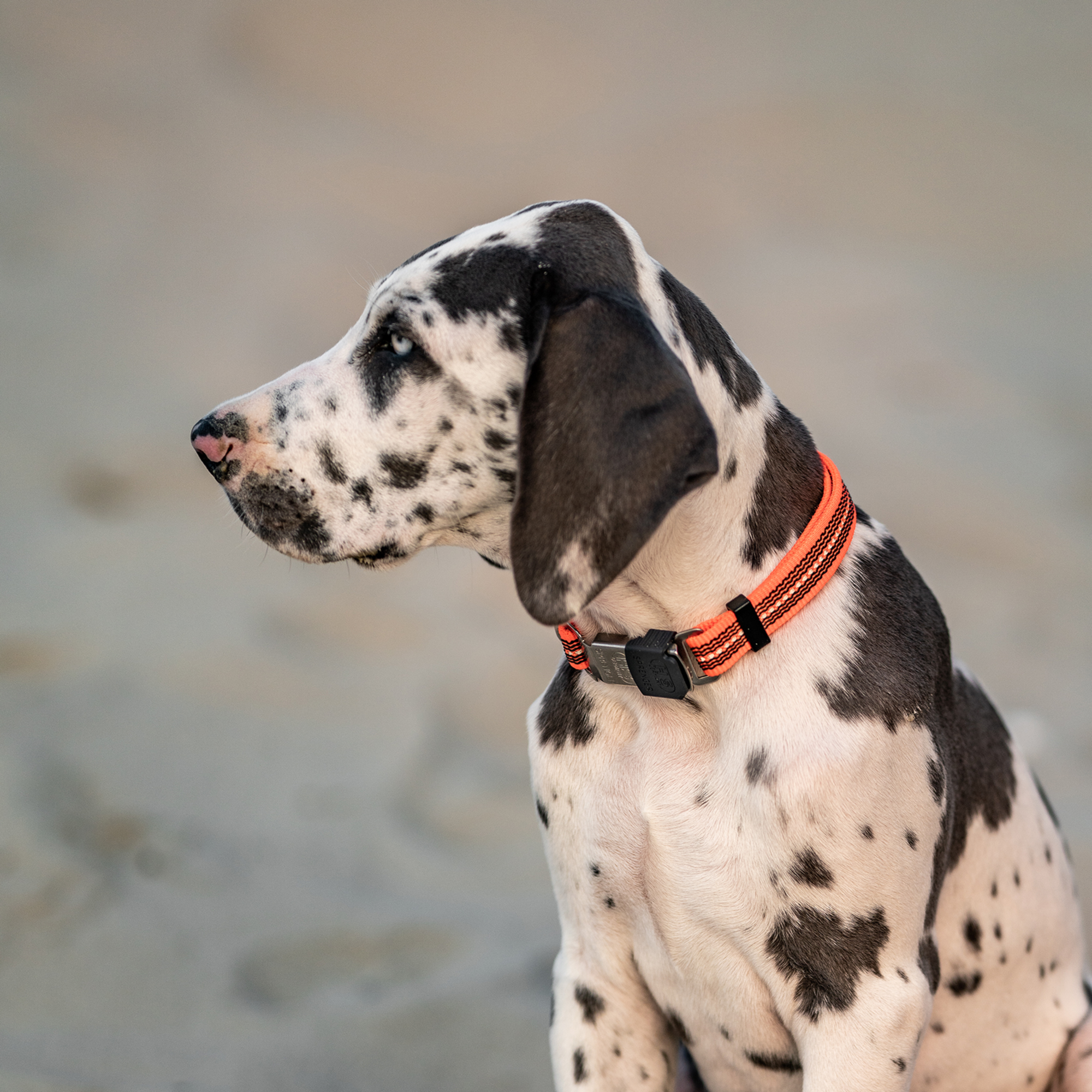 Verstellbares Hundehalsband reflektierend | 59440-77_5.png