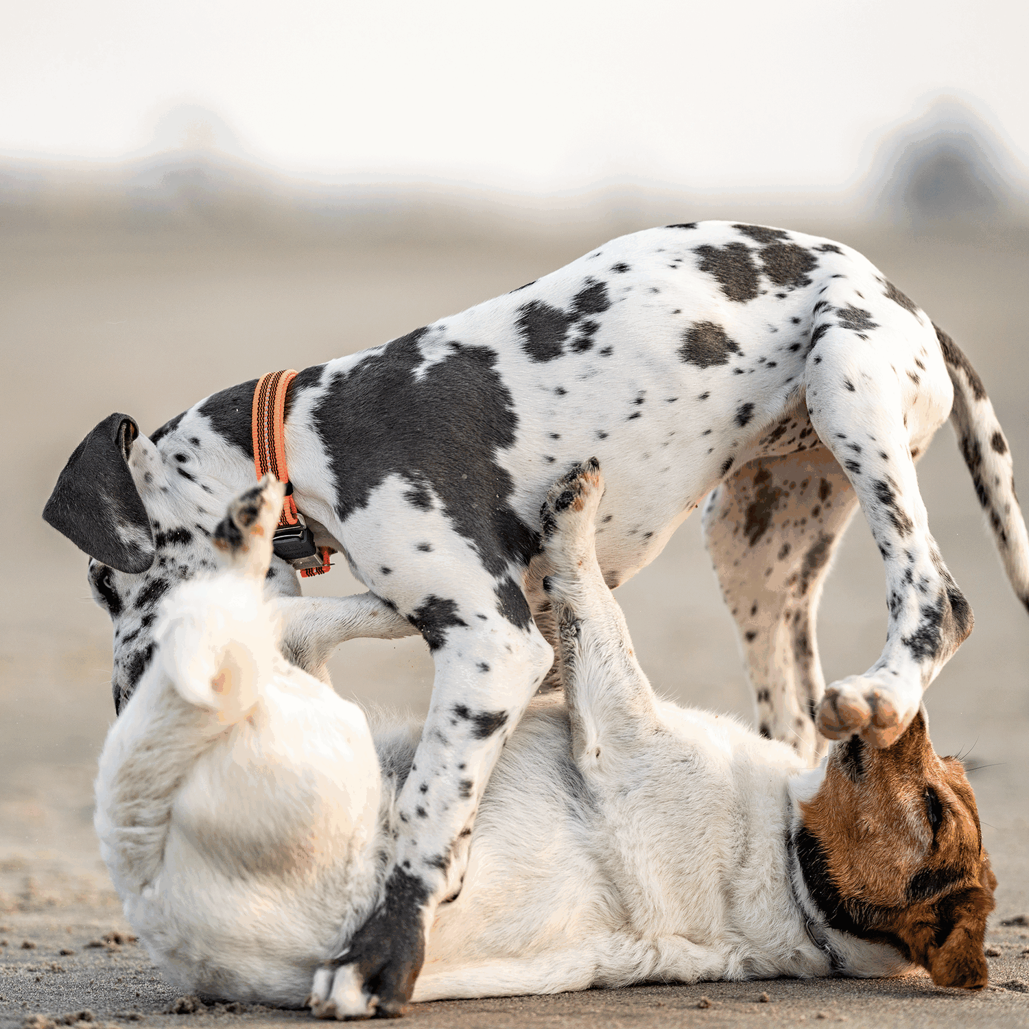 Verstellbares Hundehalsband reflektierend | 59440-77_6.png | 1731102545