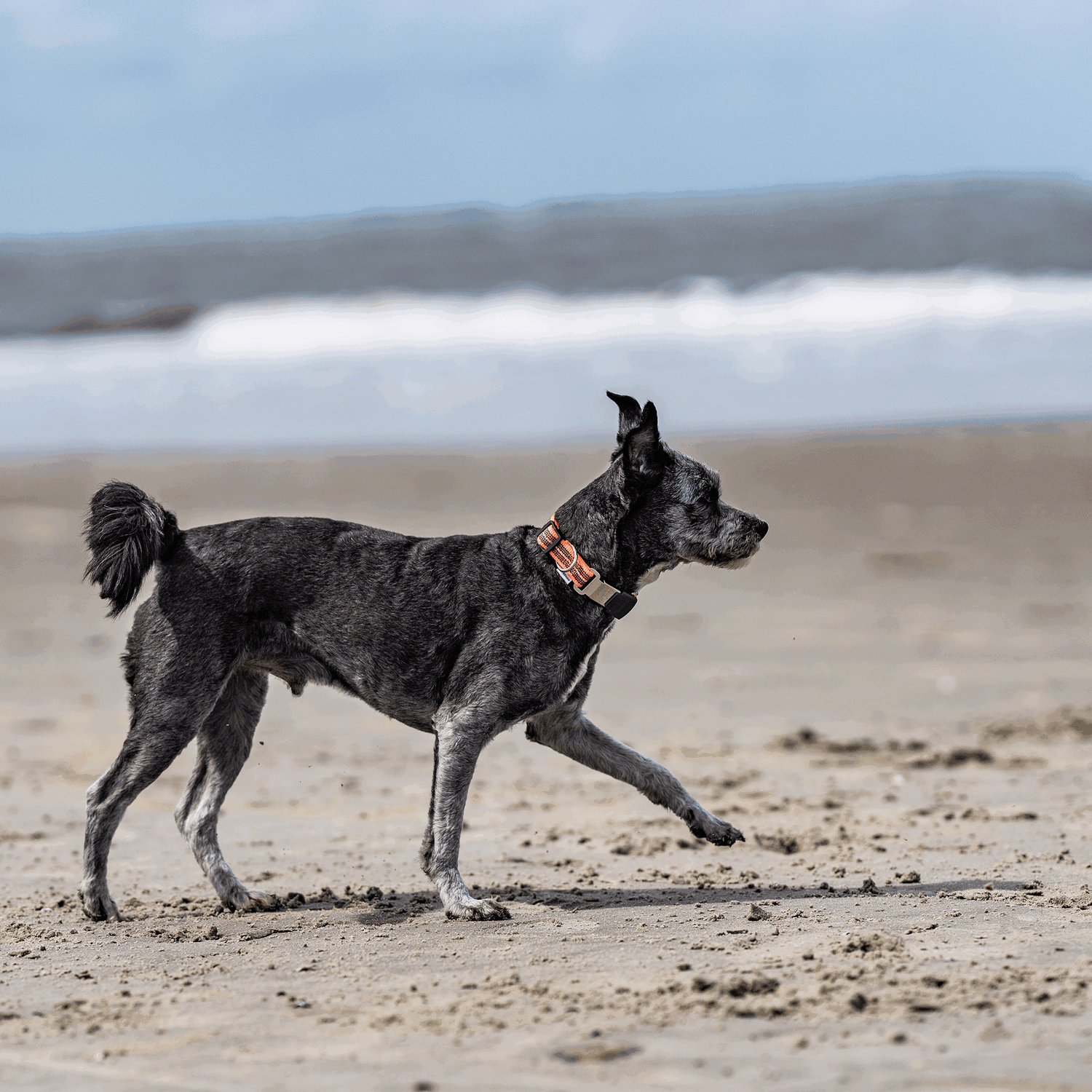 Verstellbares Hundehalsband reflektierend | 59440-77_8.png | 1731102546
