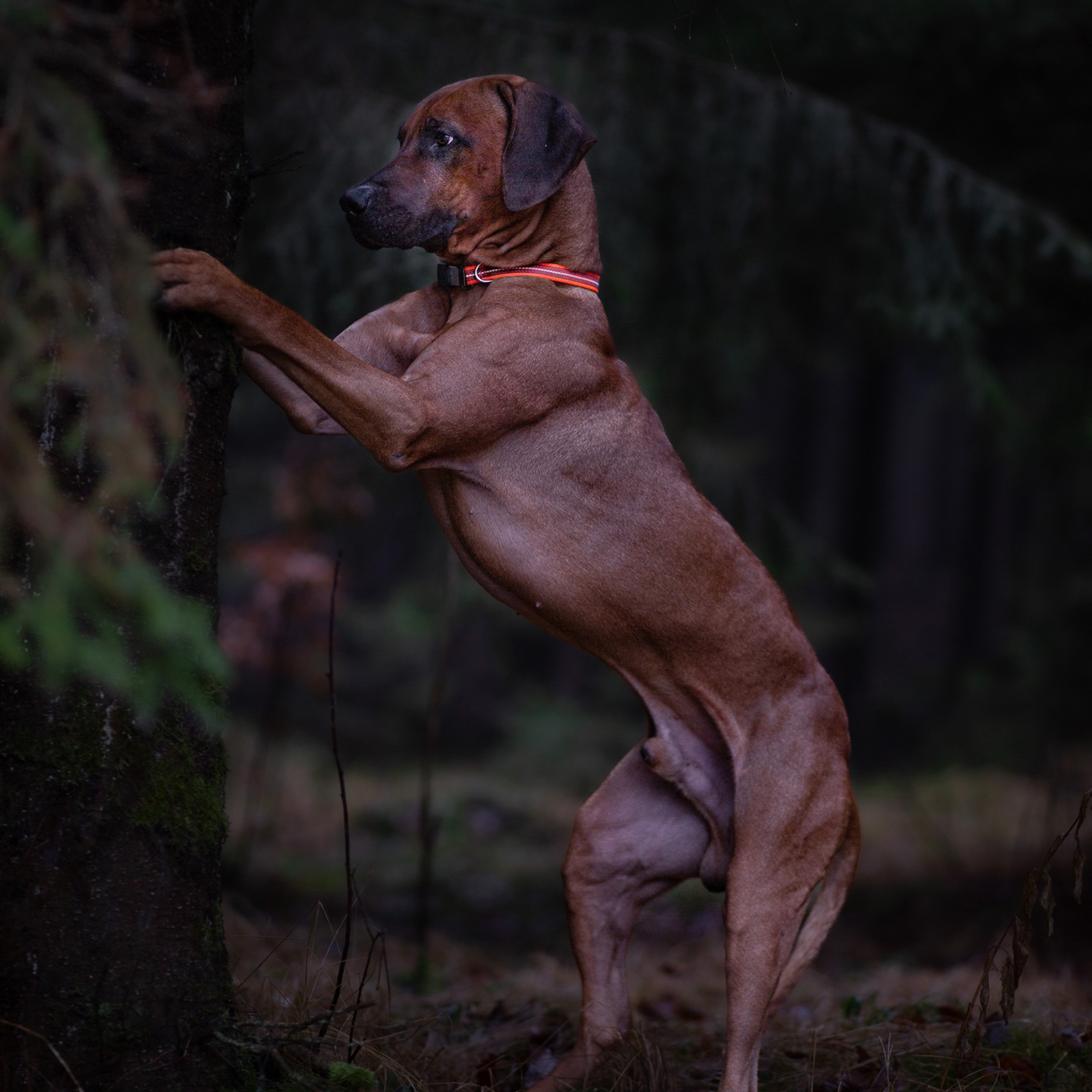 Verstellbares Hundehalsband reflektierend | 59440-77_9.png