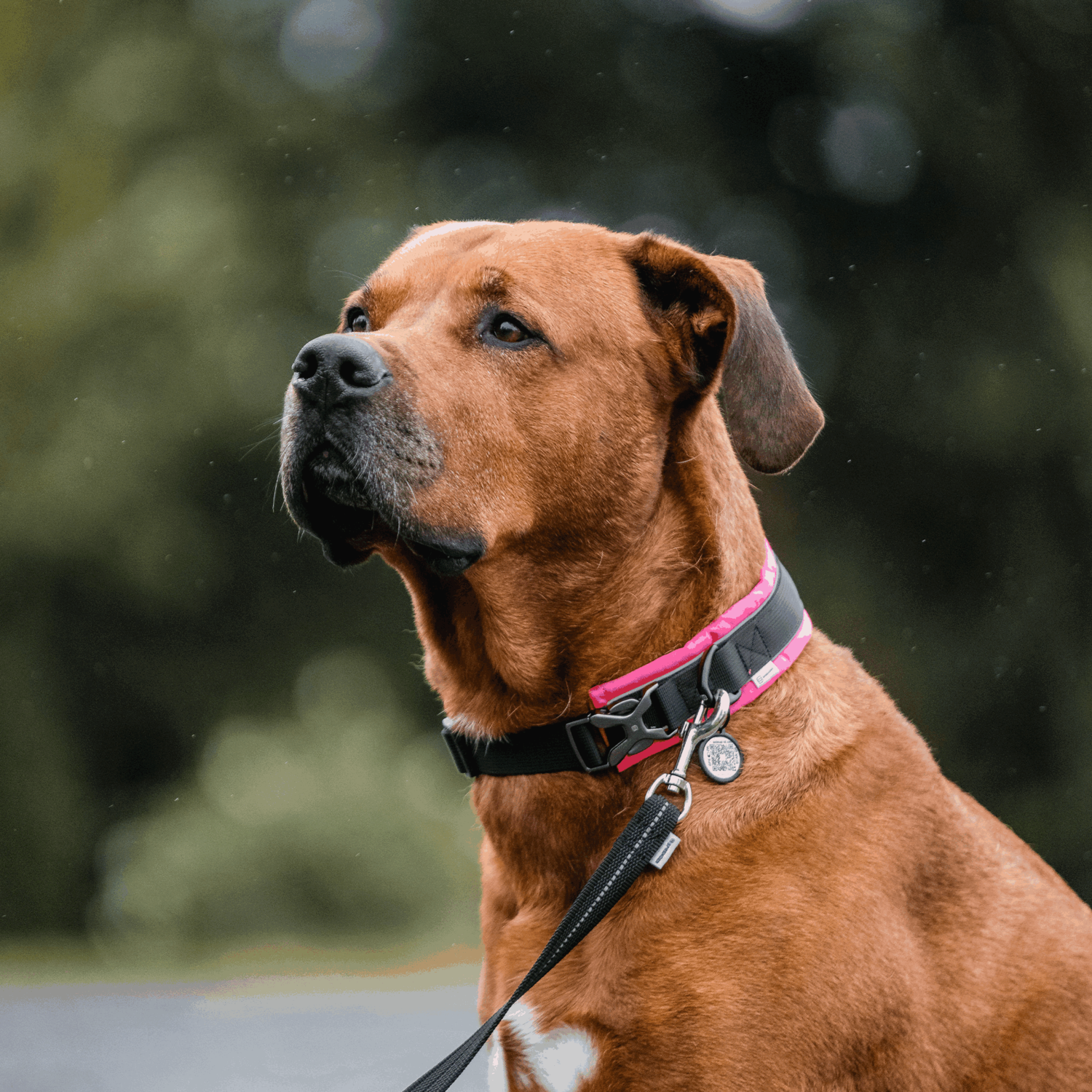 Hundehalsband | 5954000070_5.png