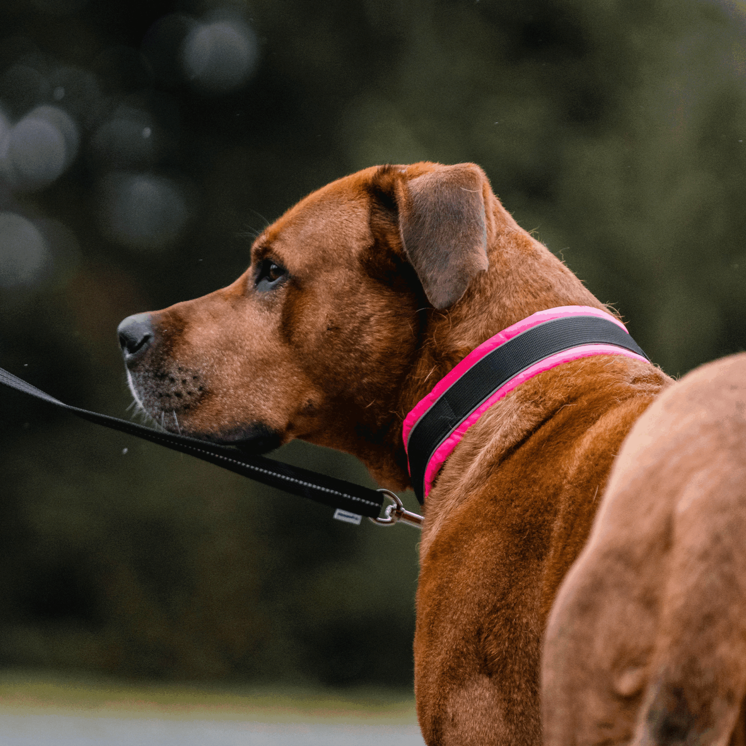 Hundehalsband | 5954000070_6.png