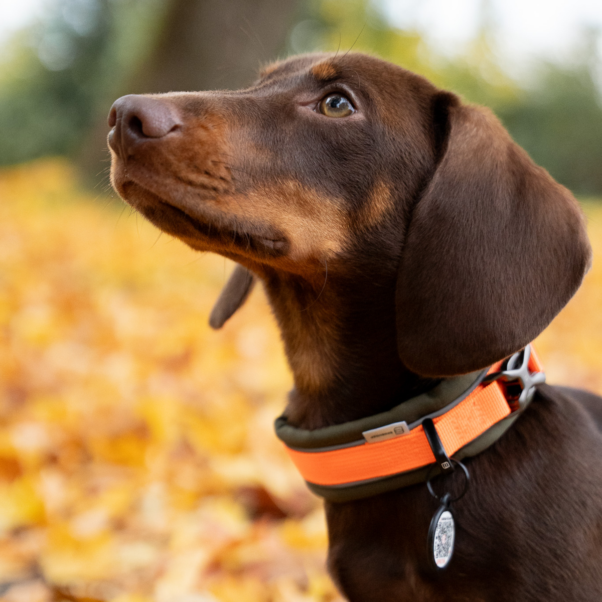 Hundehalsband | 5954000073_3.png
