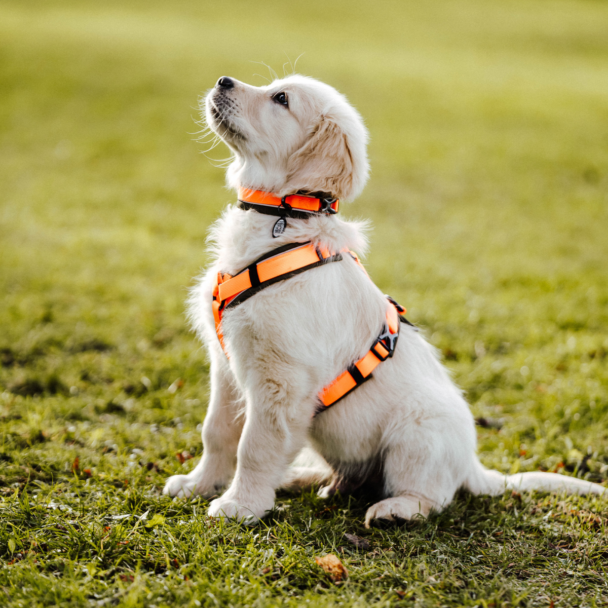 Hundehalsband | 5954000073_8.png
