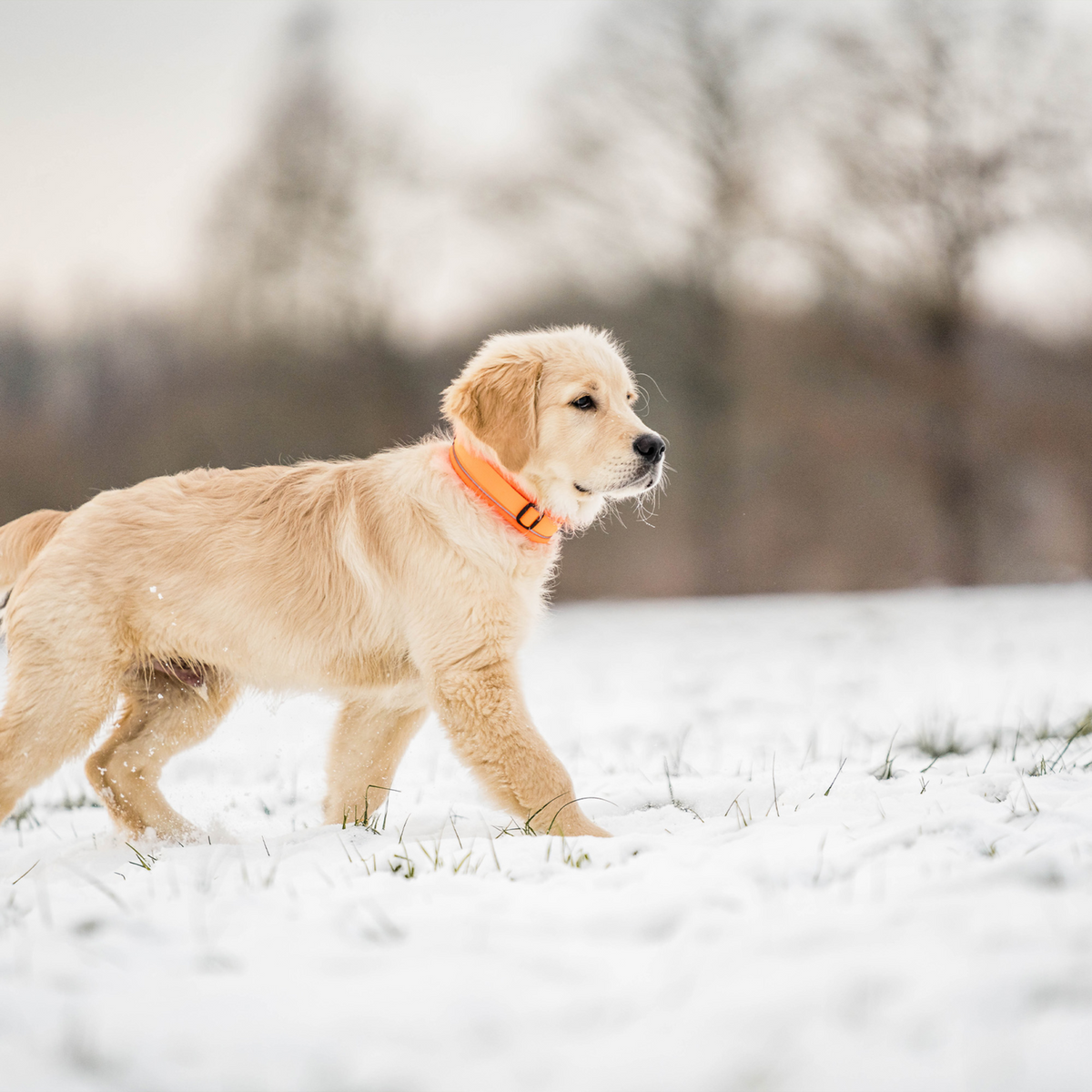 Hundehalsband | 5954000077_4.png