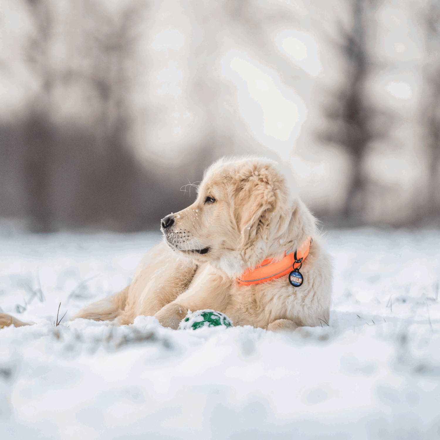 Hundehalsband | 5954000077_5.png