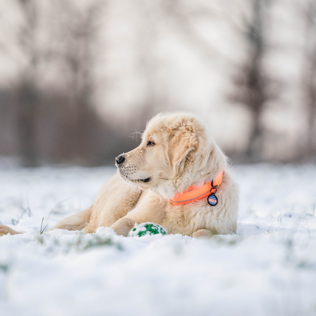Hundehalsband | 5954000077_5.png