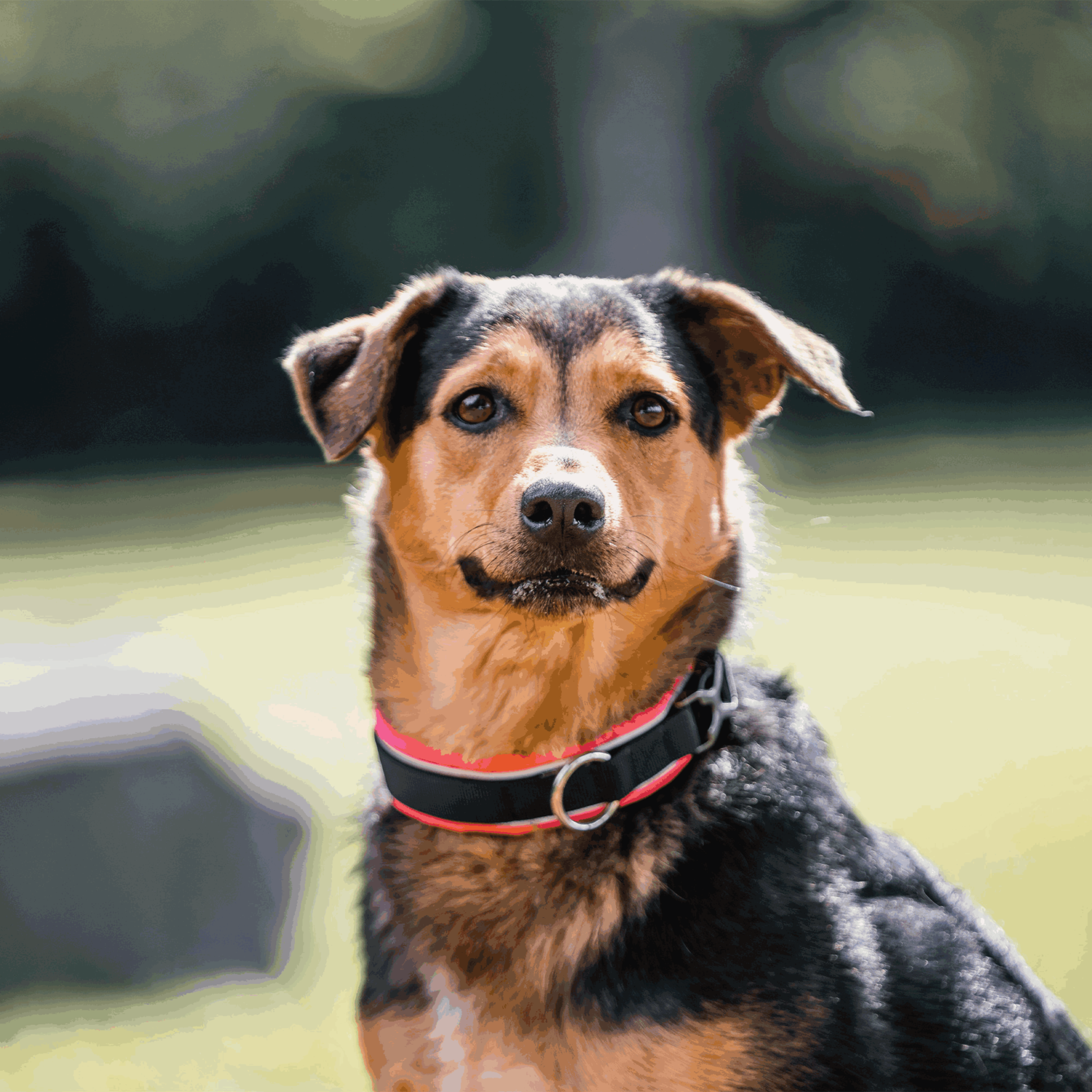 Hundehalsband | 5954001070_2.png