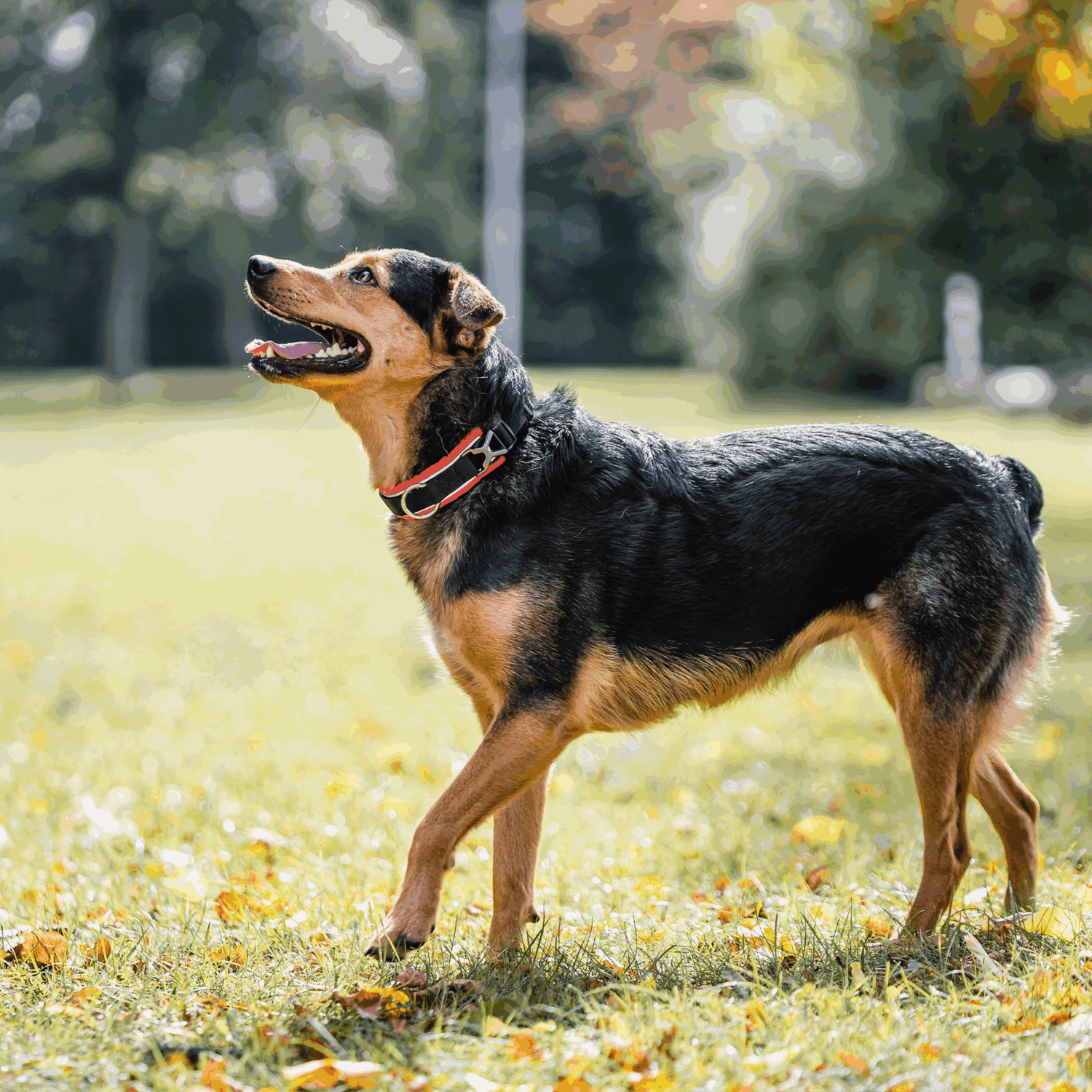 Hundehalsband | 5954001070_4.png