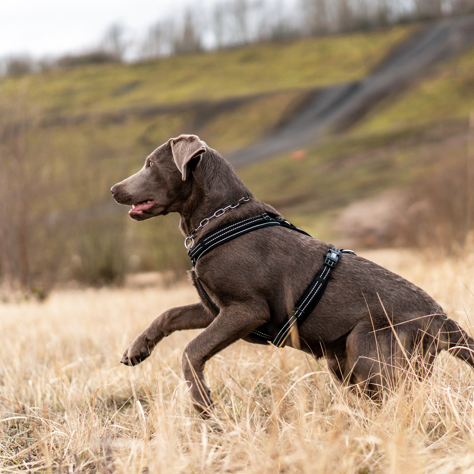 Hundegeschirr Y Geschirr | 59541-71_13.png