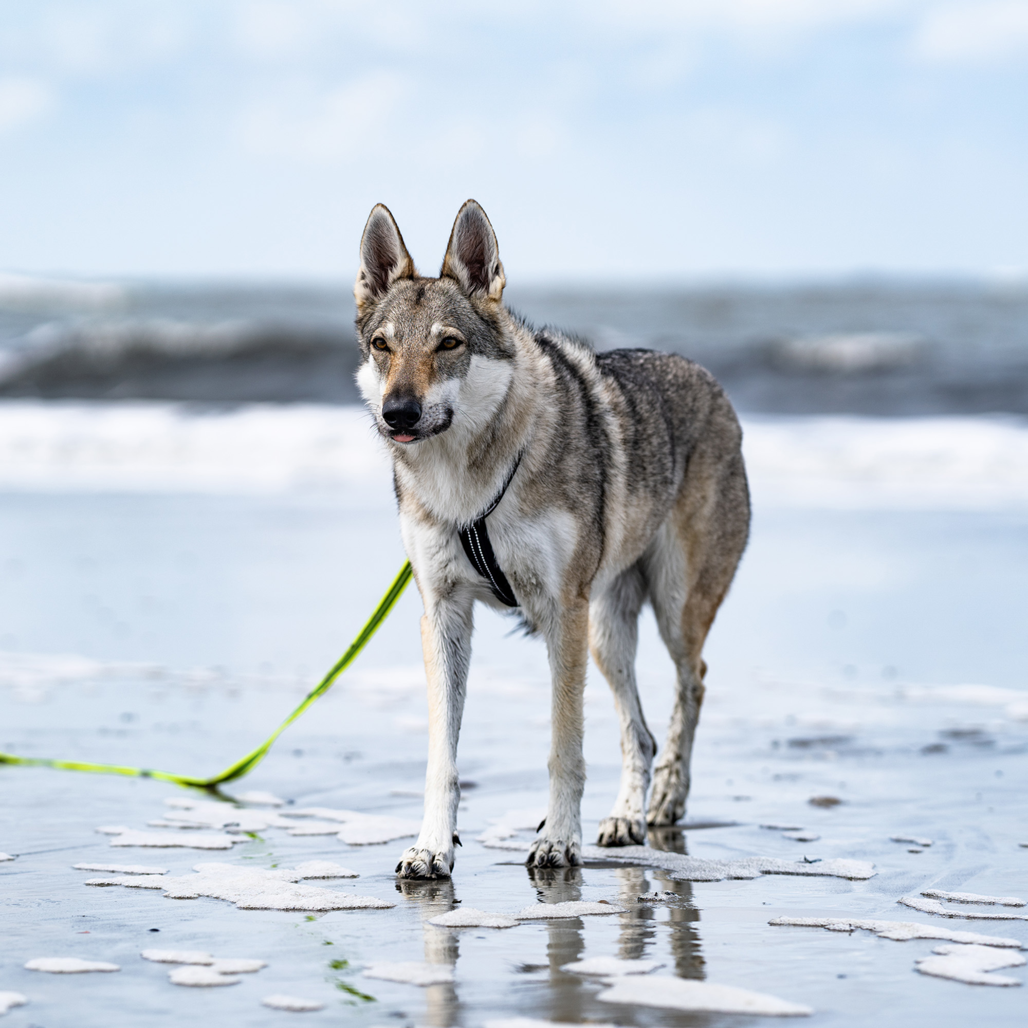 Hundegeschirr Y Geschirr | 59541-71_5.png