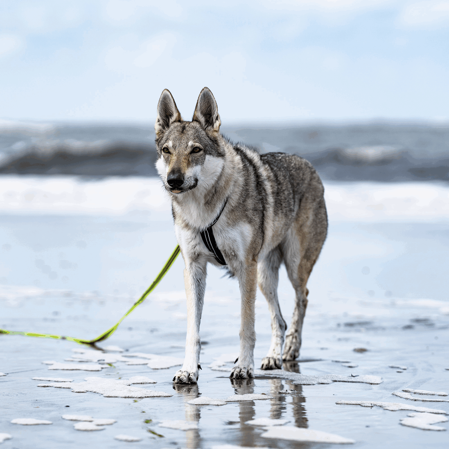 Hundegeschirr Y Geschirr | 59541-71_5.png | 1731102351